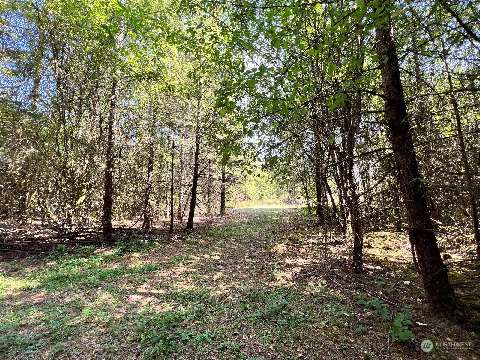 241 Gartner Road Winlock, WA 98596 - Photo 10 of 10 a big yard with lots of green space and trees