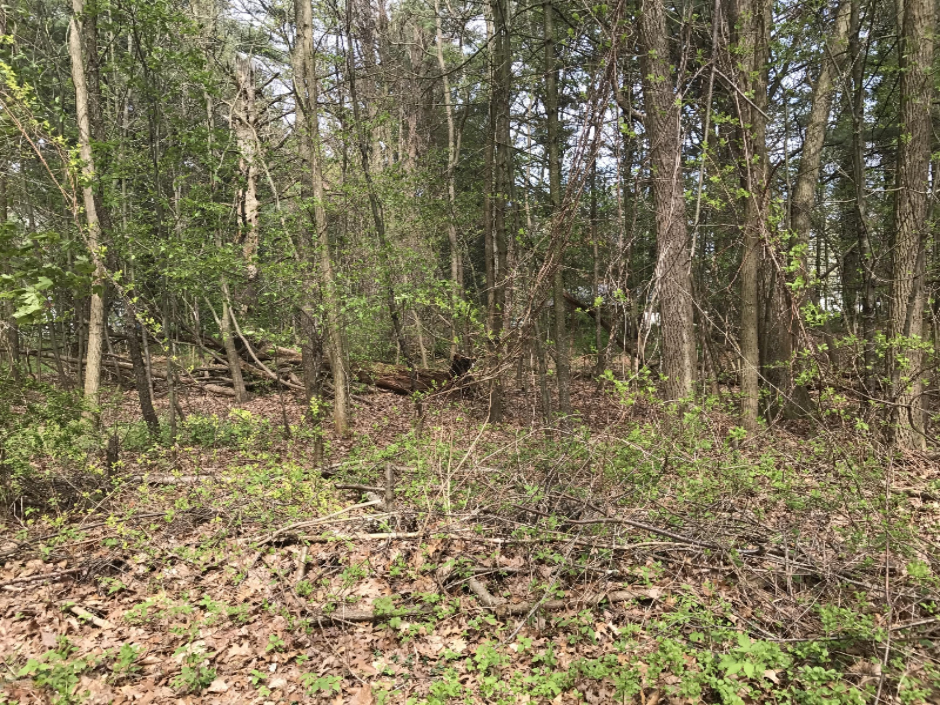Lot 33 Lau Road Montague, MI 49437 - Photo 1 of 1 IMG_6320