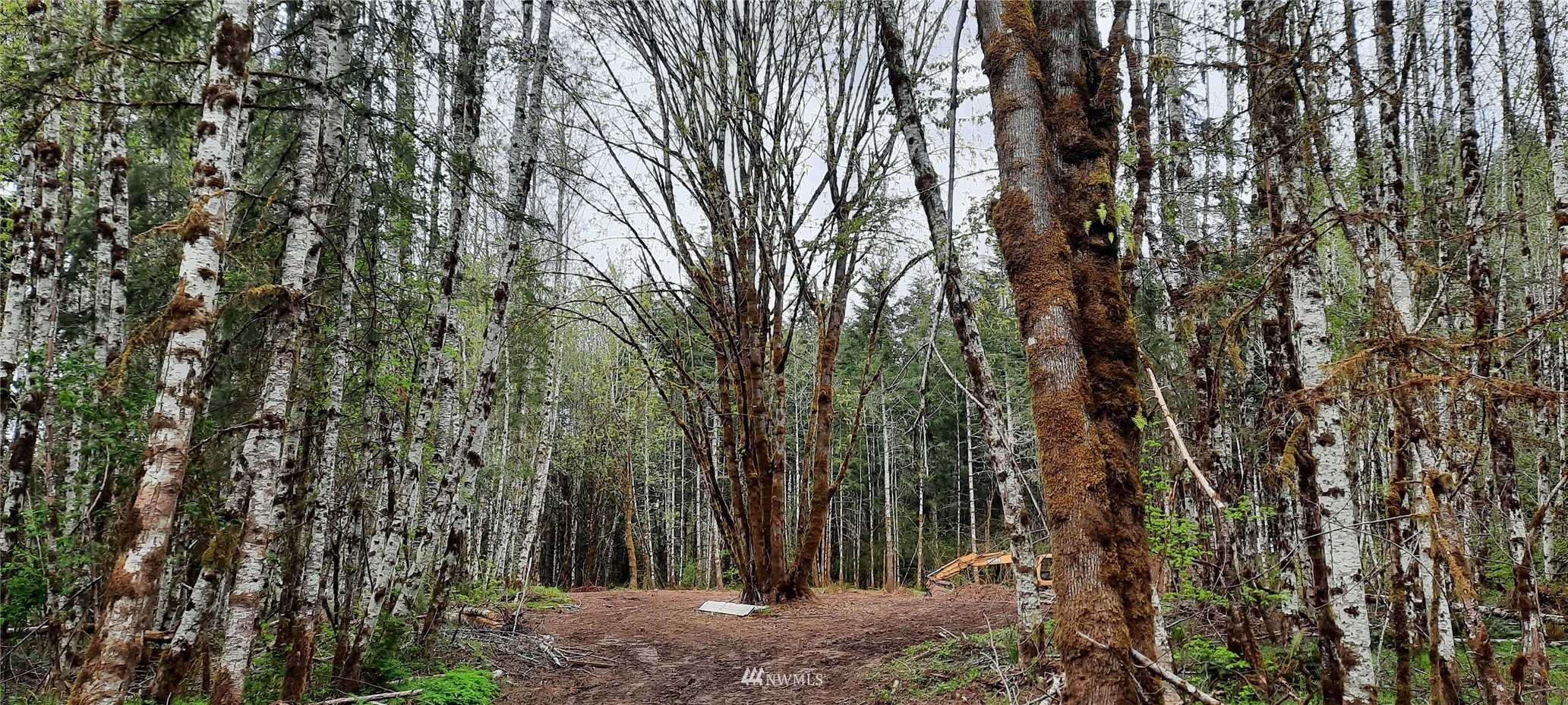 177 Berry Road Chehalis, WA 98532 - Photo 2 of 6 a view of forest