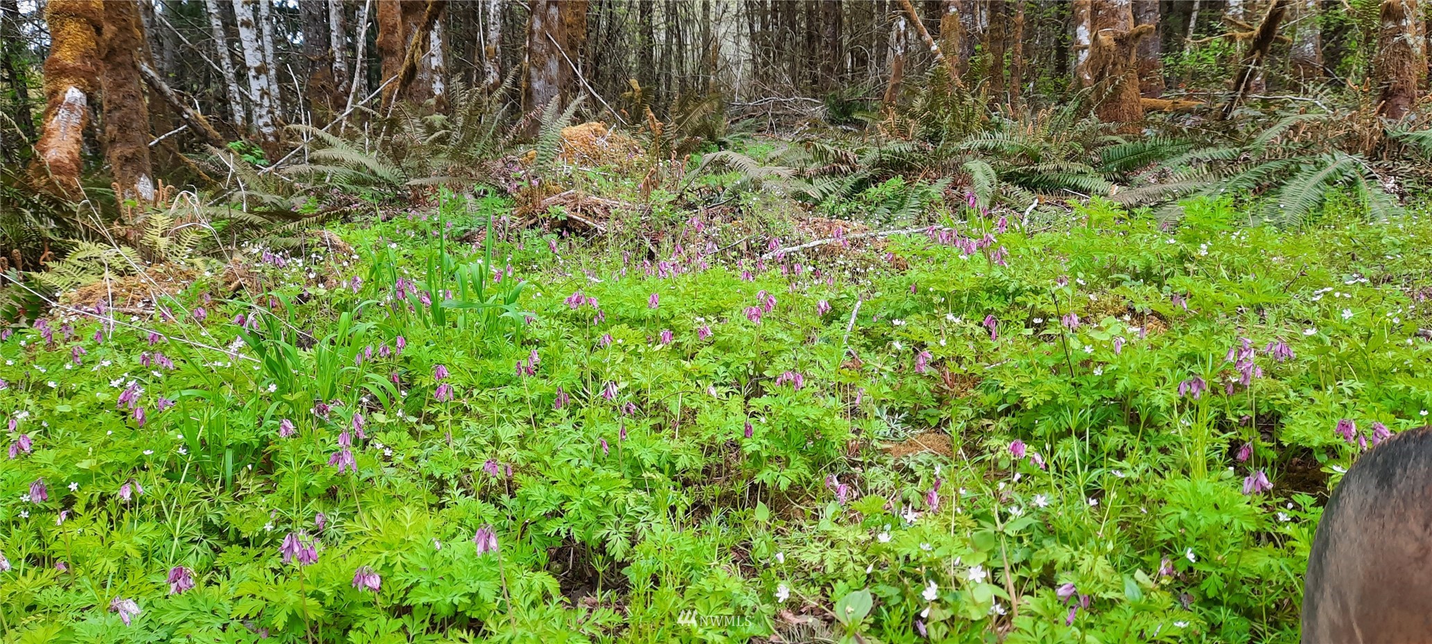 177 Berry Road Chehalis, WA 98532 - Photo 6 of 6 a view of a lush green yard