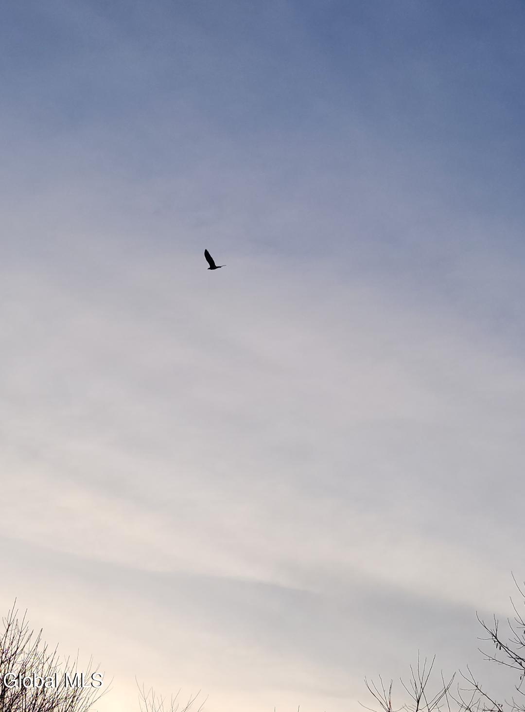 45 Webber Lane Salem, NY 12865 - Photo 30 of 30 45 webber lane bird