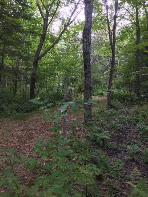 Tbd Butterfield Ridge Road Chester, ME 04457 - Photo 6 of 6 20190902195740494780000000-o