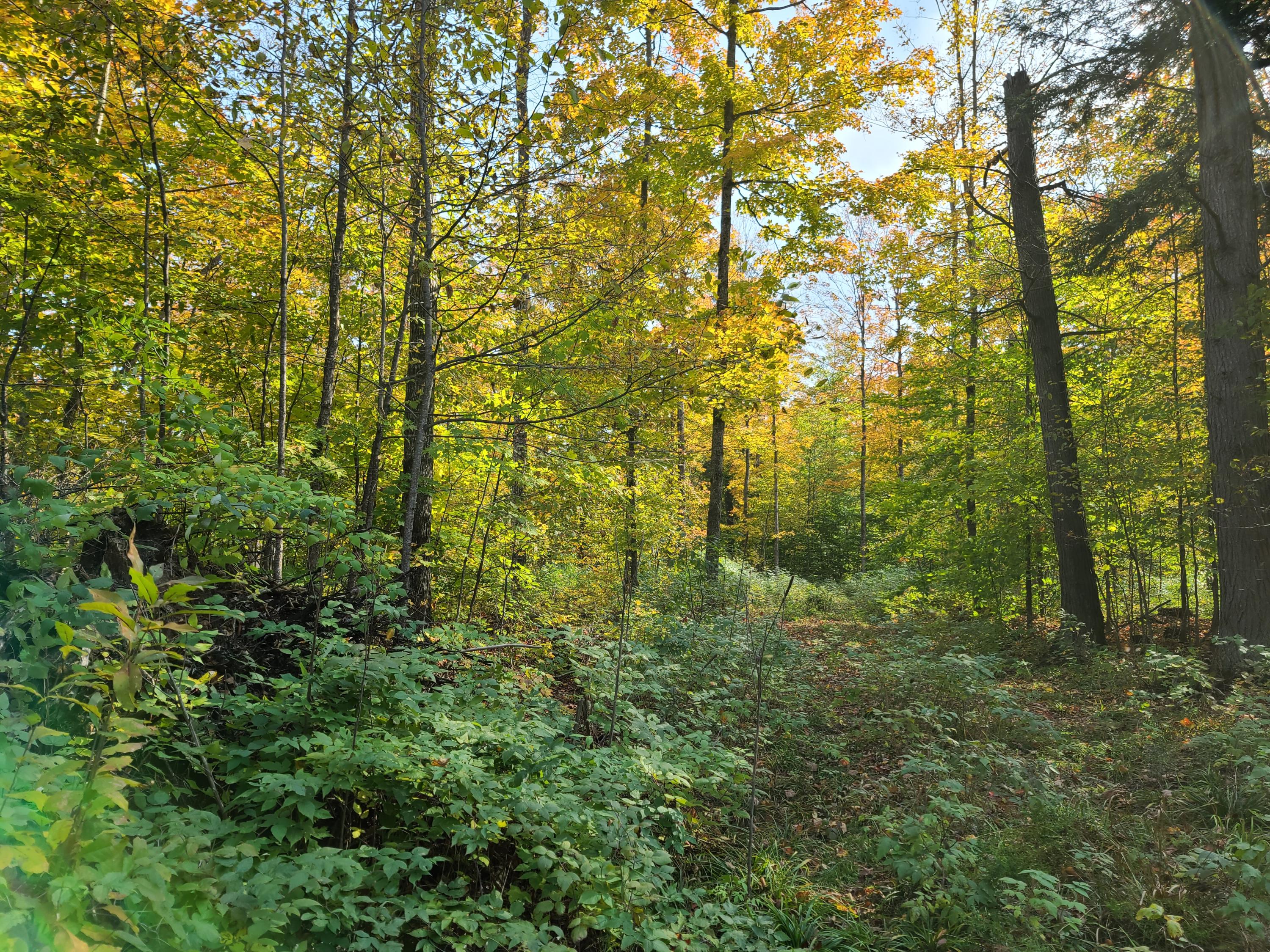 0 Cherwinski Road Vanderbilt, MI 49795 - Photo 8 of 11