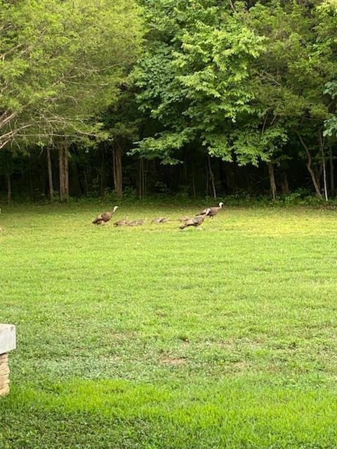 4272 Alsup Mill Road Lascassas, TN 37085 - Photo 17 of 69 Gallery Image 17