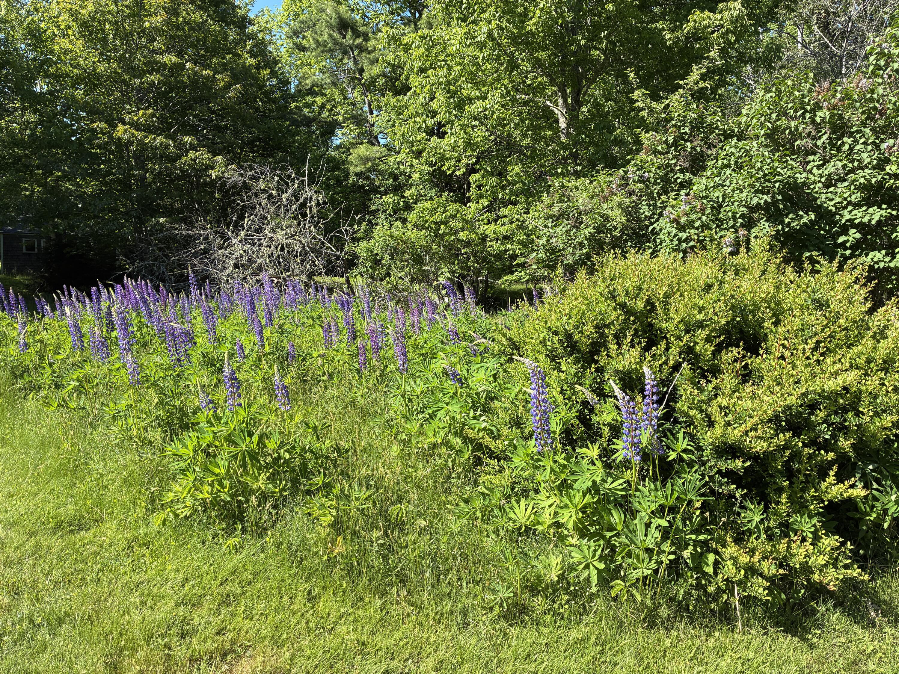 707 Newbury Neck Road Surry, ME 04684 - Photo 34 of 40 Lupine area.