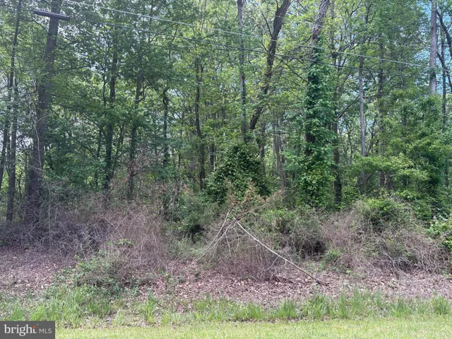 a view of a forest filled with trees