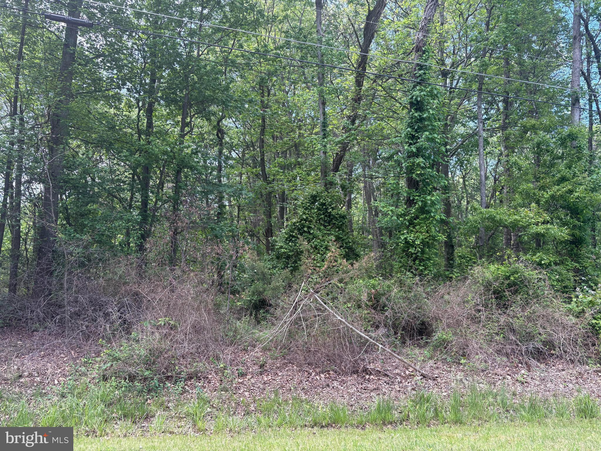a view of a forest filled with trees