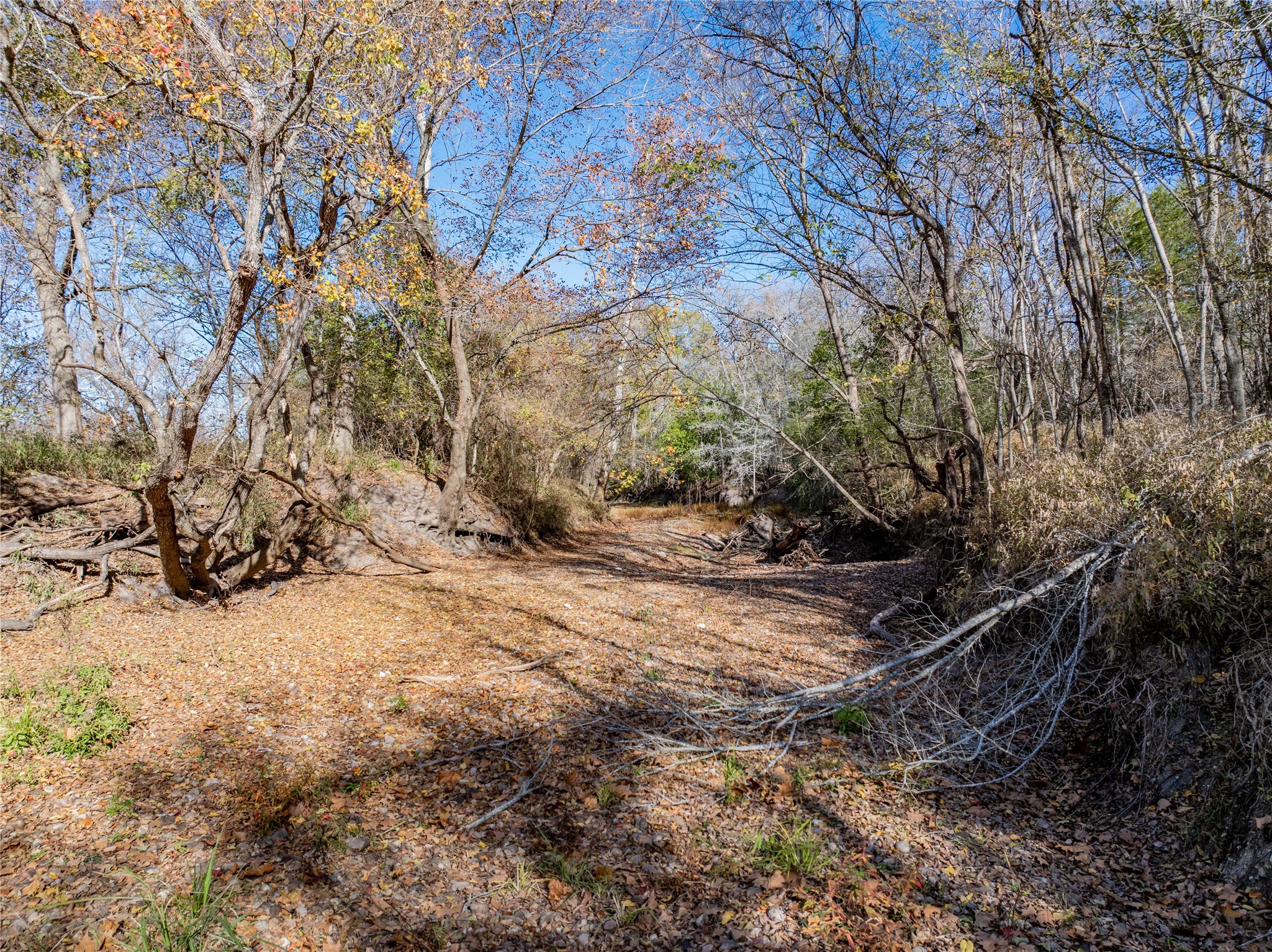 Tbd Bauer Rummel Road Round Top, TX 78954 - Photo 12 of 26 a view of a yard with a tree