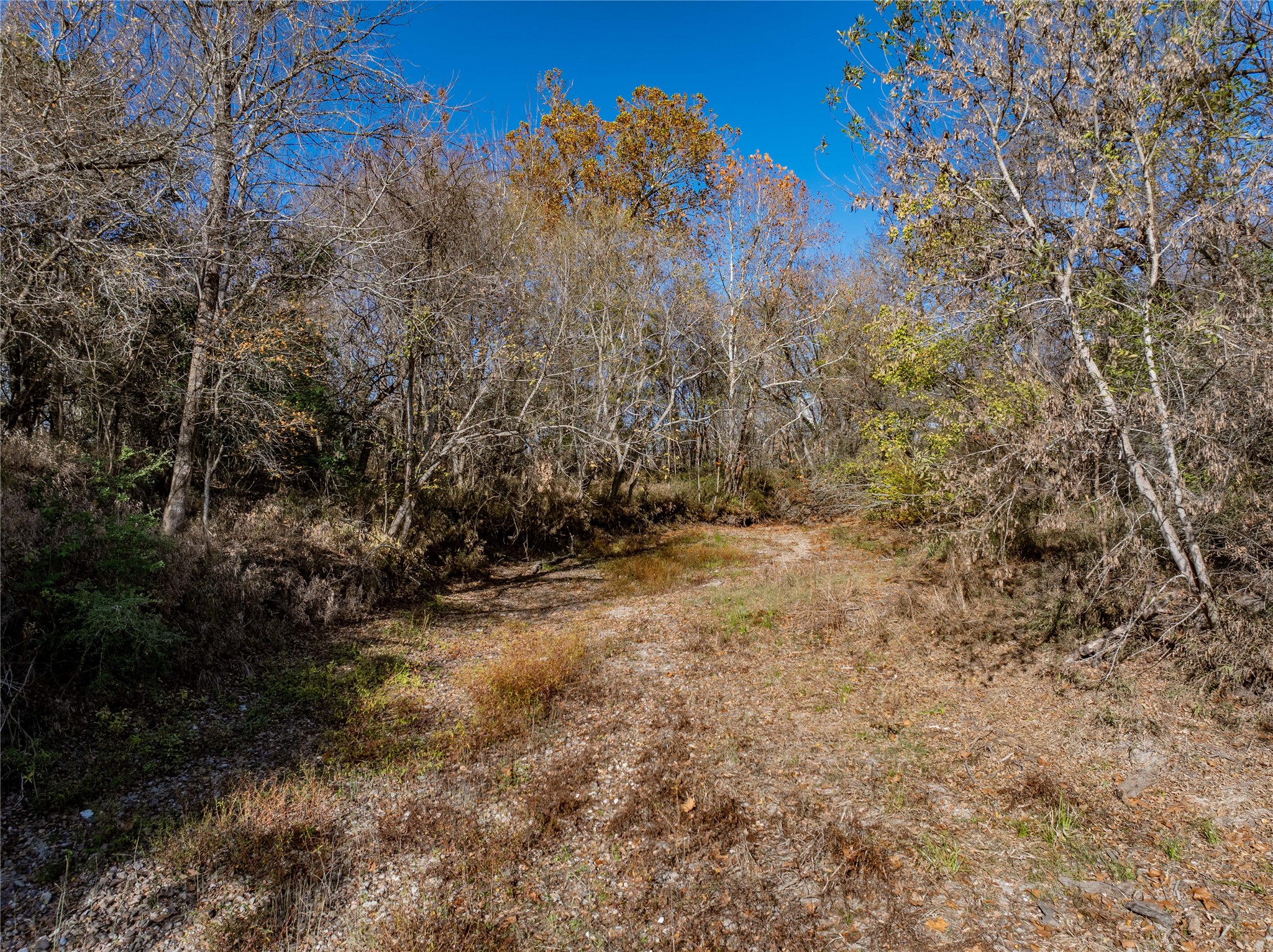 Tbd Bauer Rummel Road Round Top, TX 78954 - Photo 13 of 26 a view of a yard with a tree