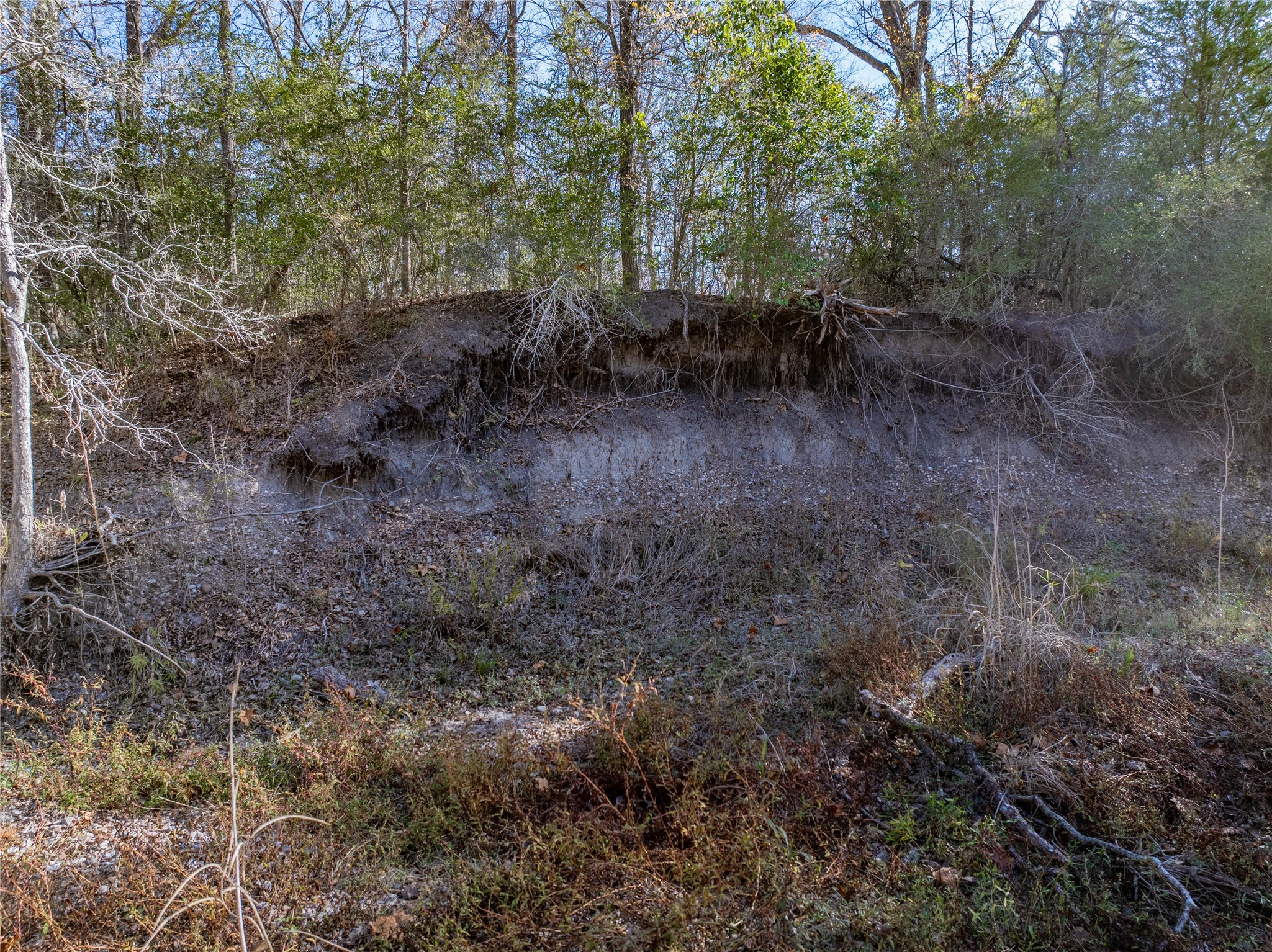 Tbd Bauer Rummel Road Round Top, TX 78954 - Photo 16 of 26 a view of a forest with lots of trees