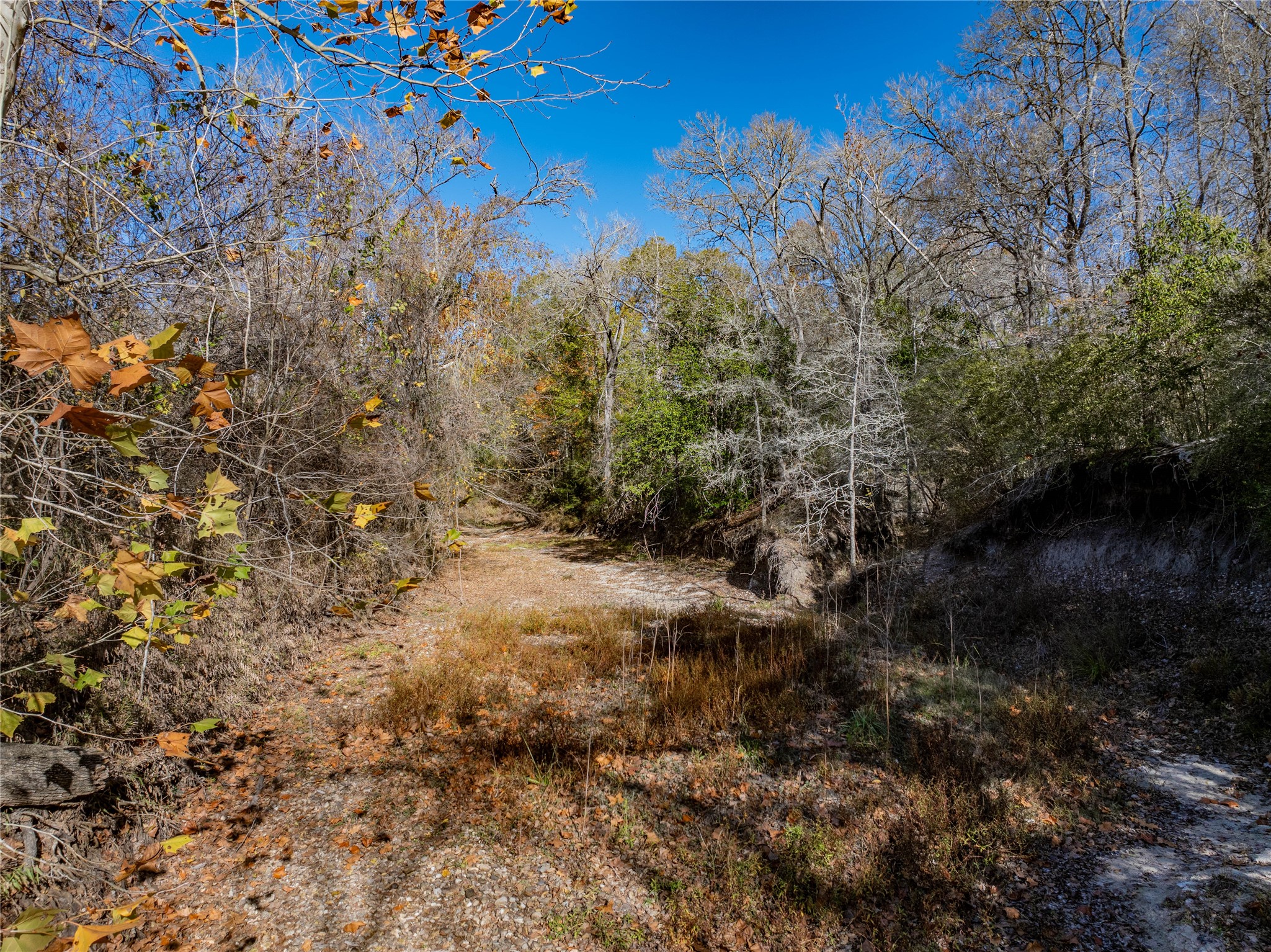Tbd Bauer Rummel Road Round Top, TX 78954 - Photo 19 of 26 a view of a yard with a tree