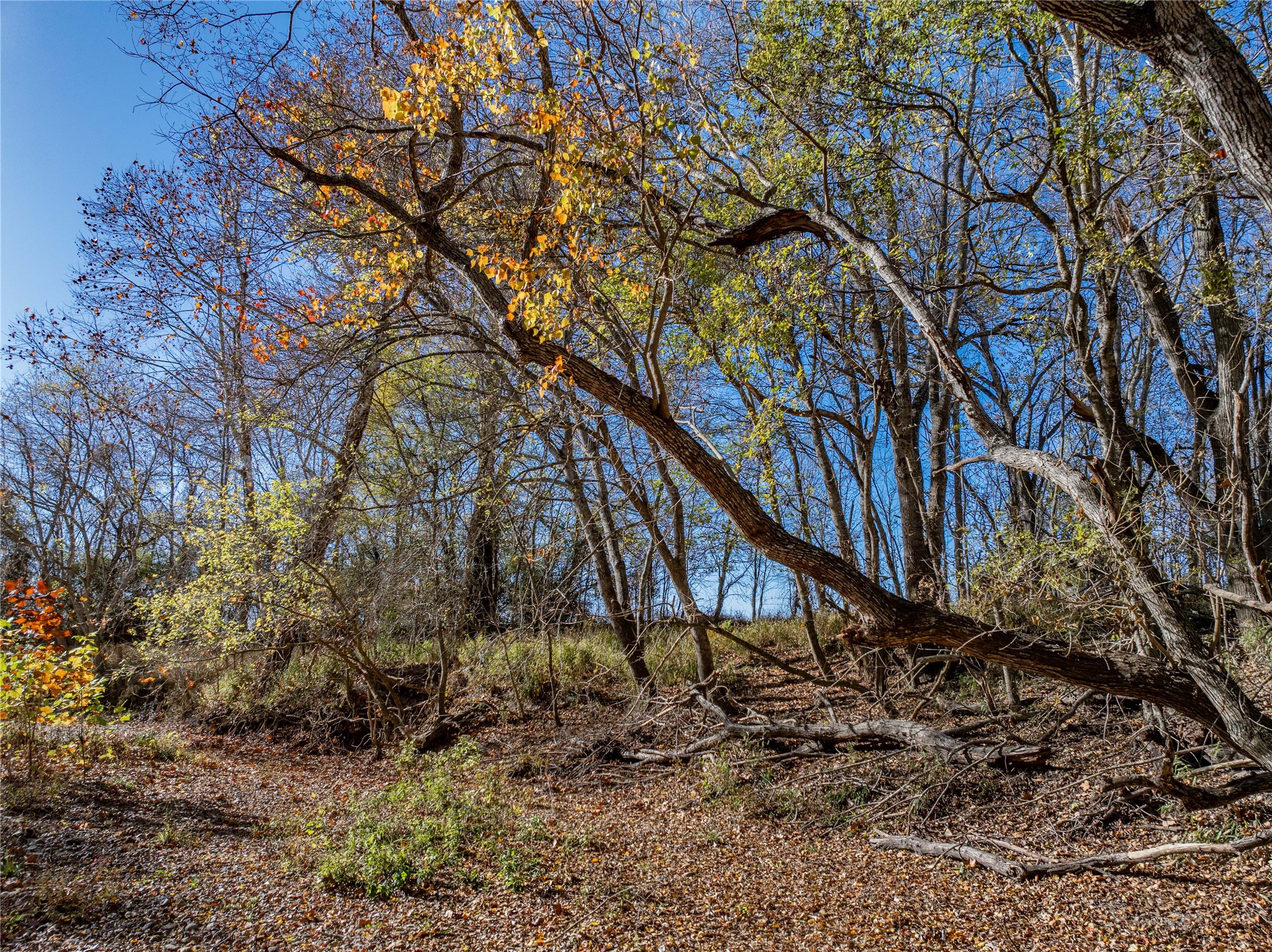 Tbd Bauer Rummel Road Round Top, TX 78954 - Photo 21 of 26 a backyard of a house with lots of green space