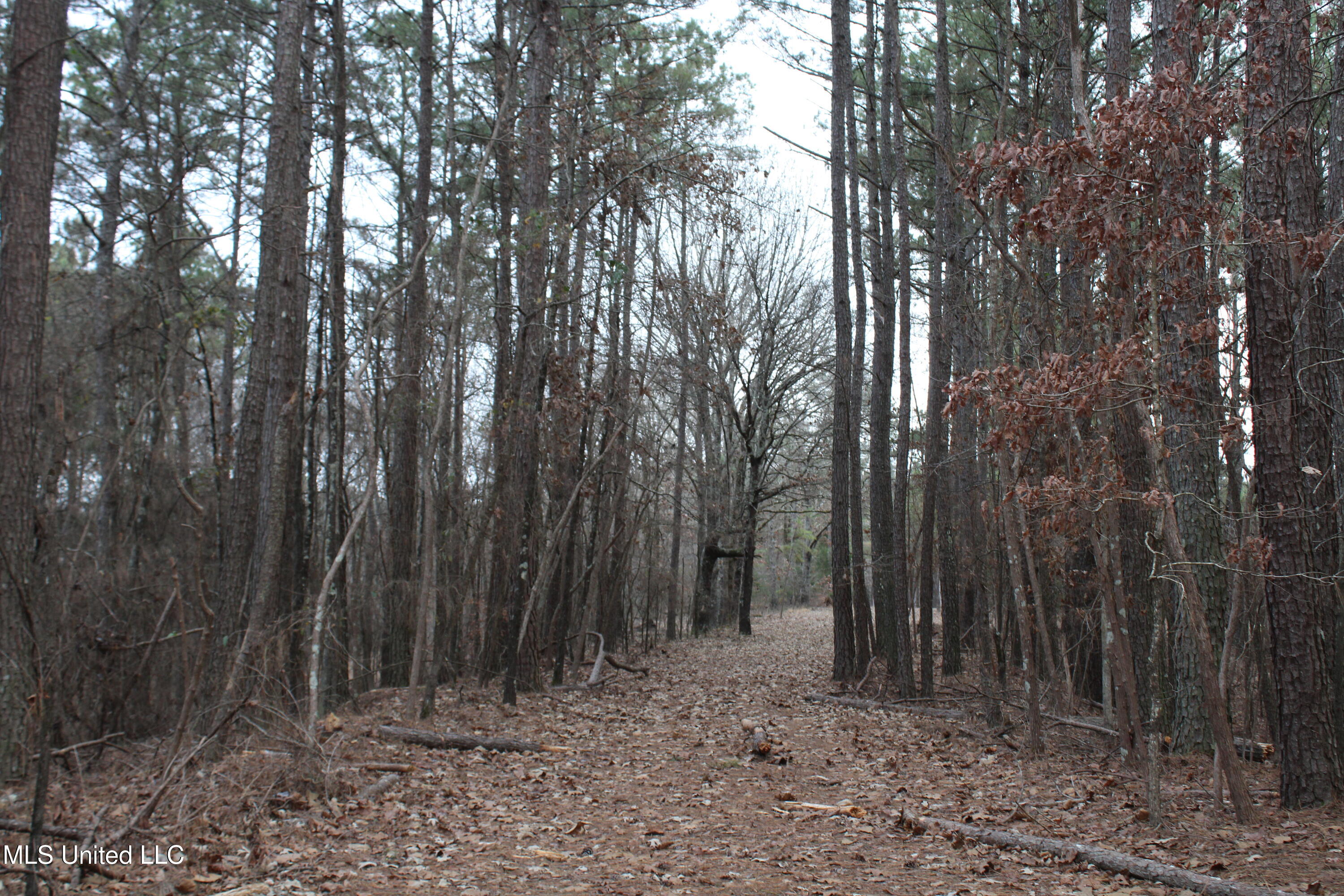 3 D O Road Lamar, MS 38642 - Photo 66 of 98 IMG_5287