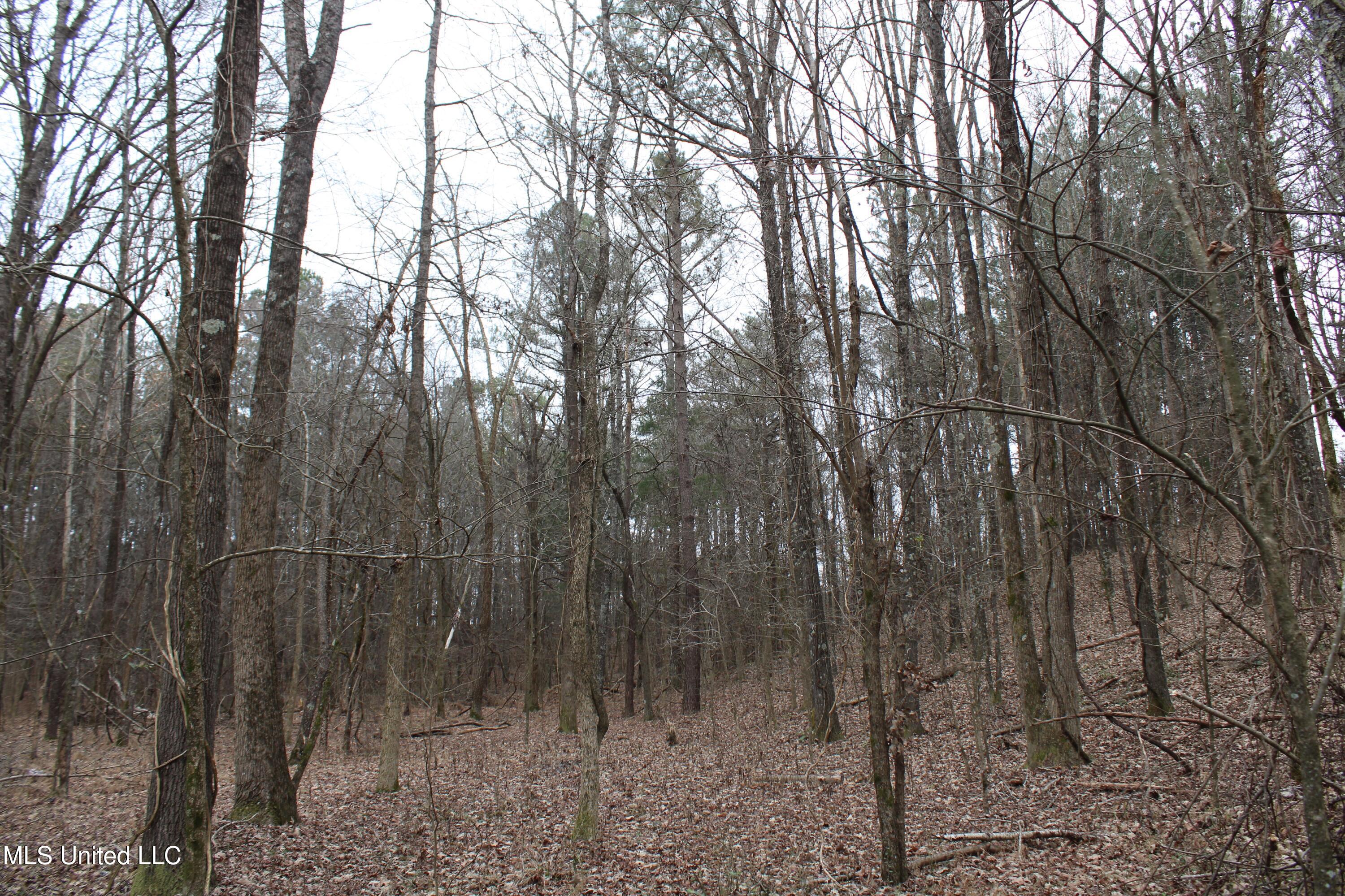 3 D O Road Lamar, MS 38642 - Photo 78 of 98 IMG_5299