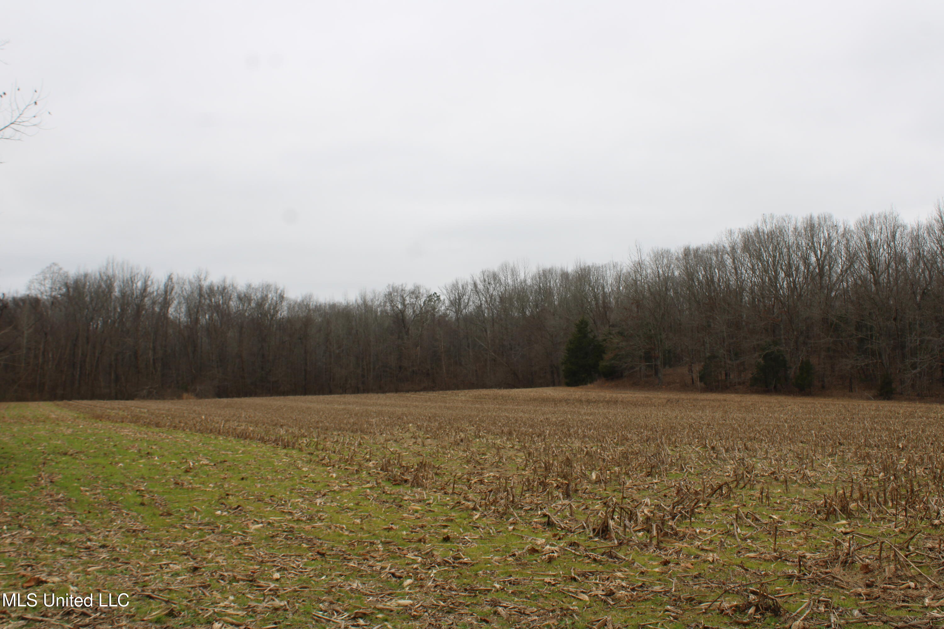 3 D O Road Lamar, MS 38642 - Photo 86 of 98 IMG_5307