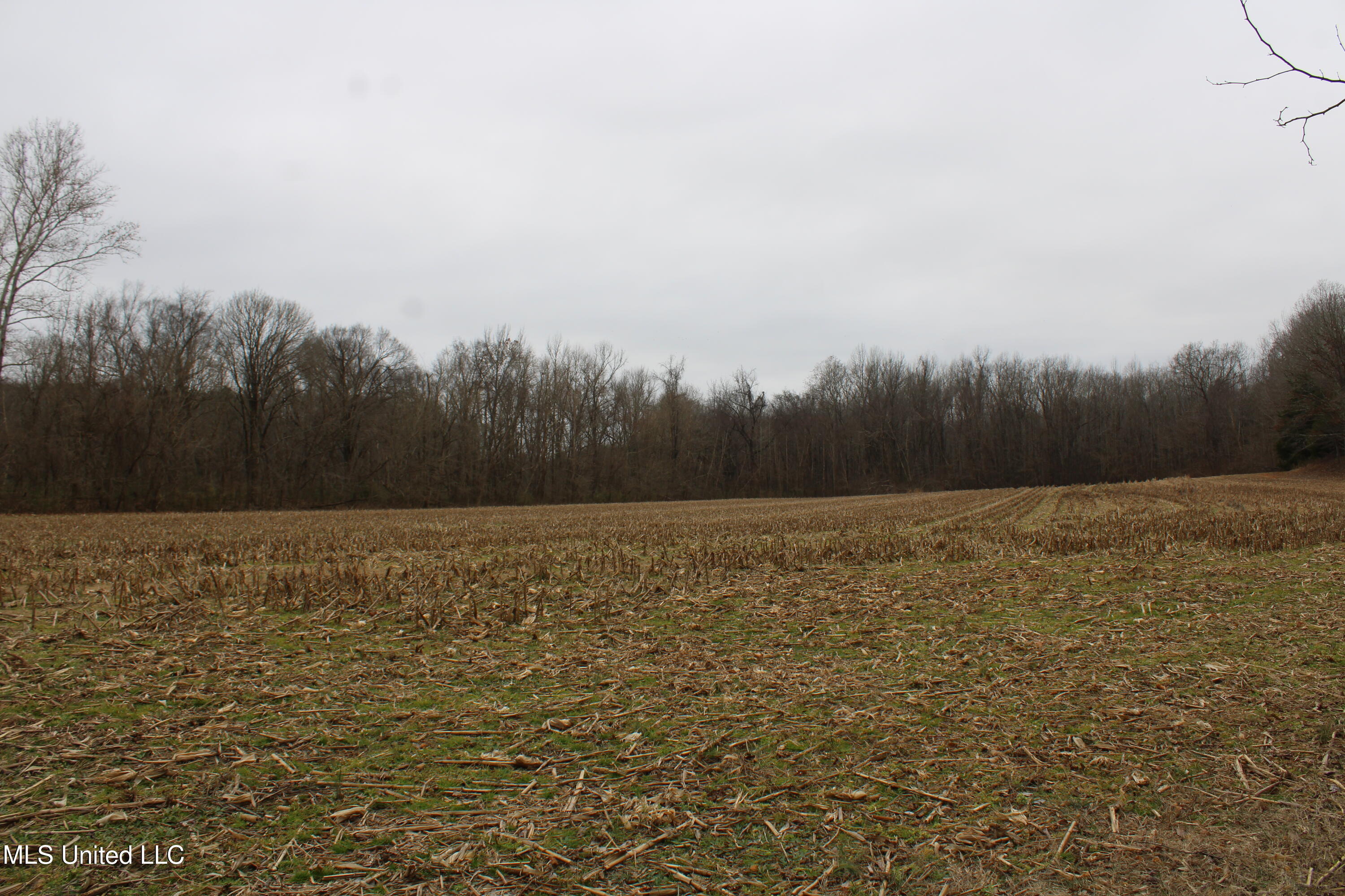 3 D O Road Lamar, MS 38642 - Photo 87 of 98 IMG_5308