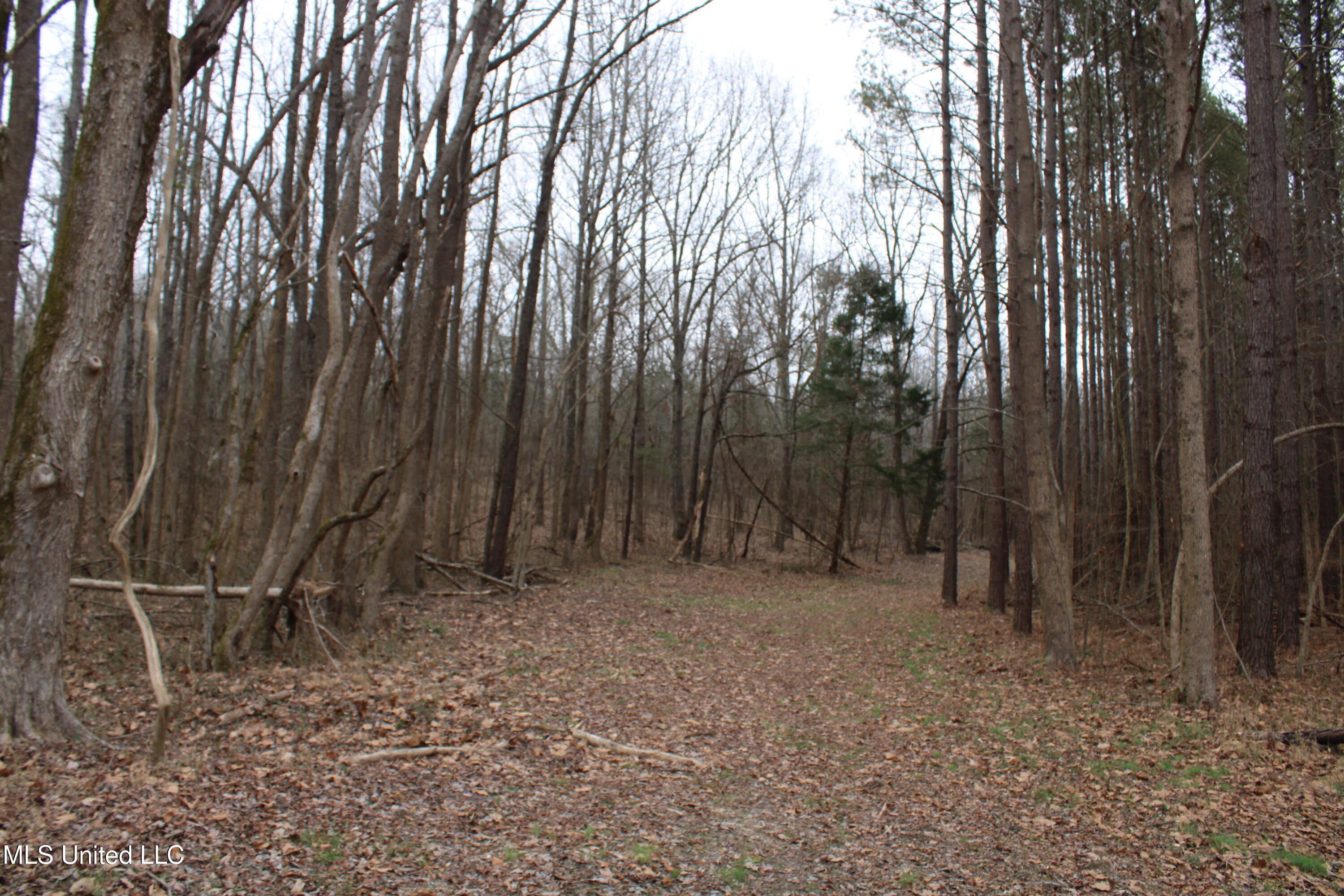 3 D O Road Lamar, MS 38642 - Photo 88 of 98 IMG_5309