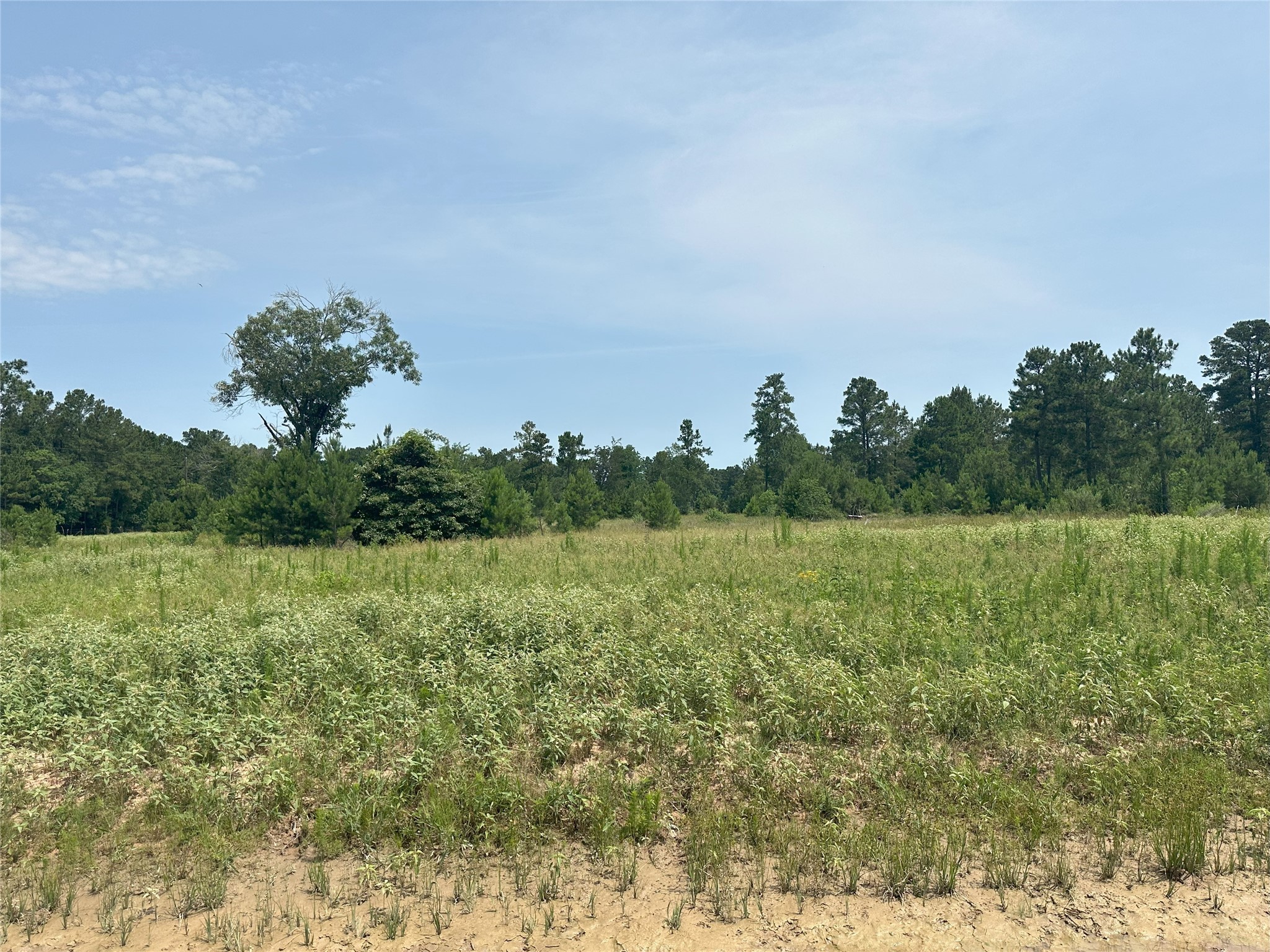 31931 Boone Road Waller, TX 77484 - Photo 9 of 19 a view of a yard