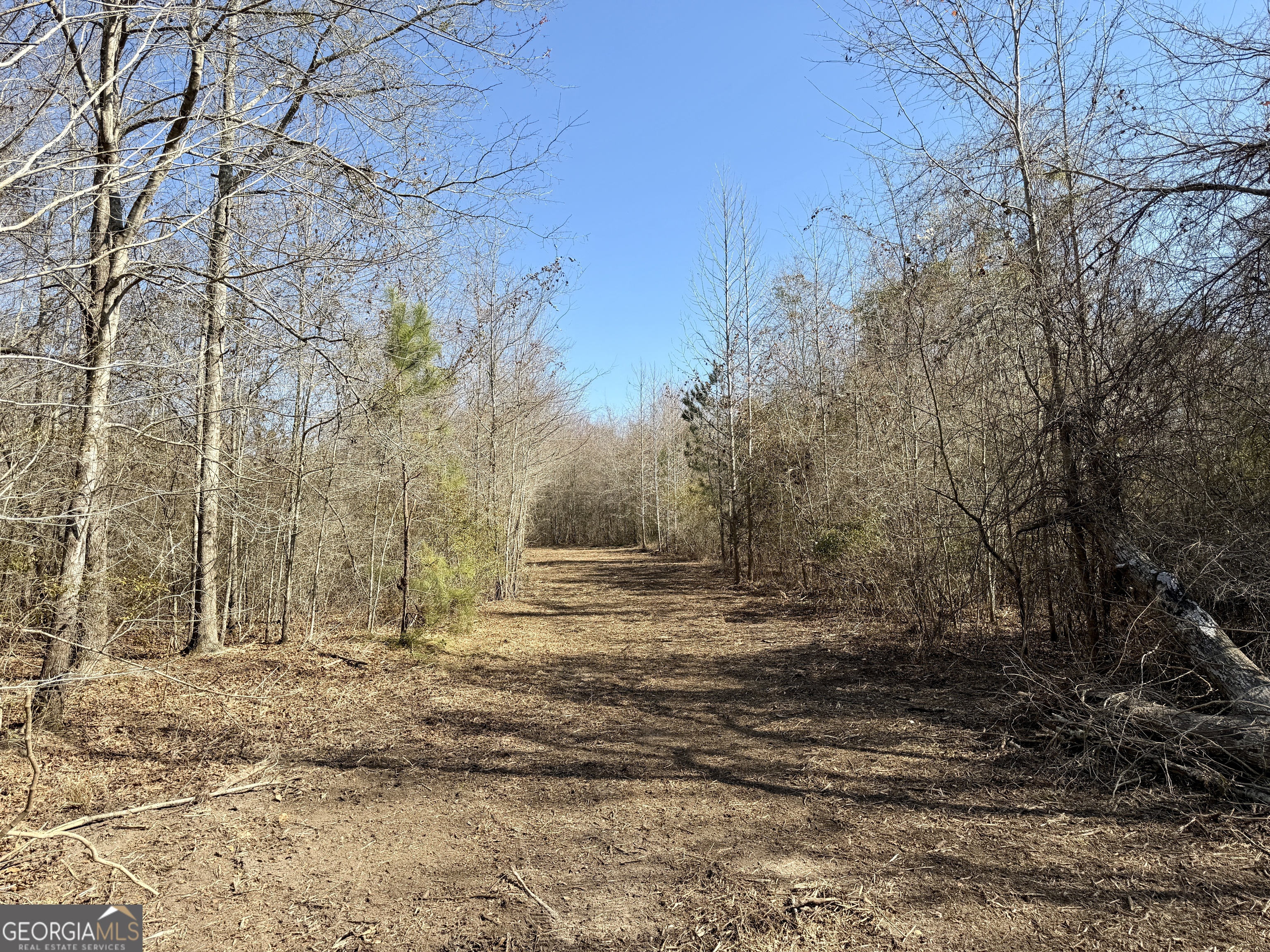 0 Shady Grove Road Abbeville, GA 31001 - Photo 3 of 49 a view of dirt yard with trees