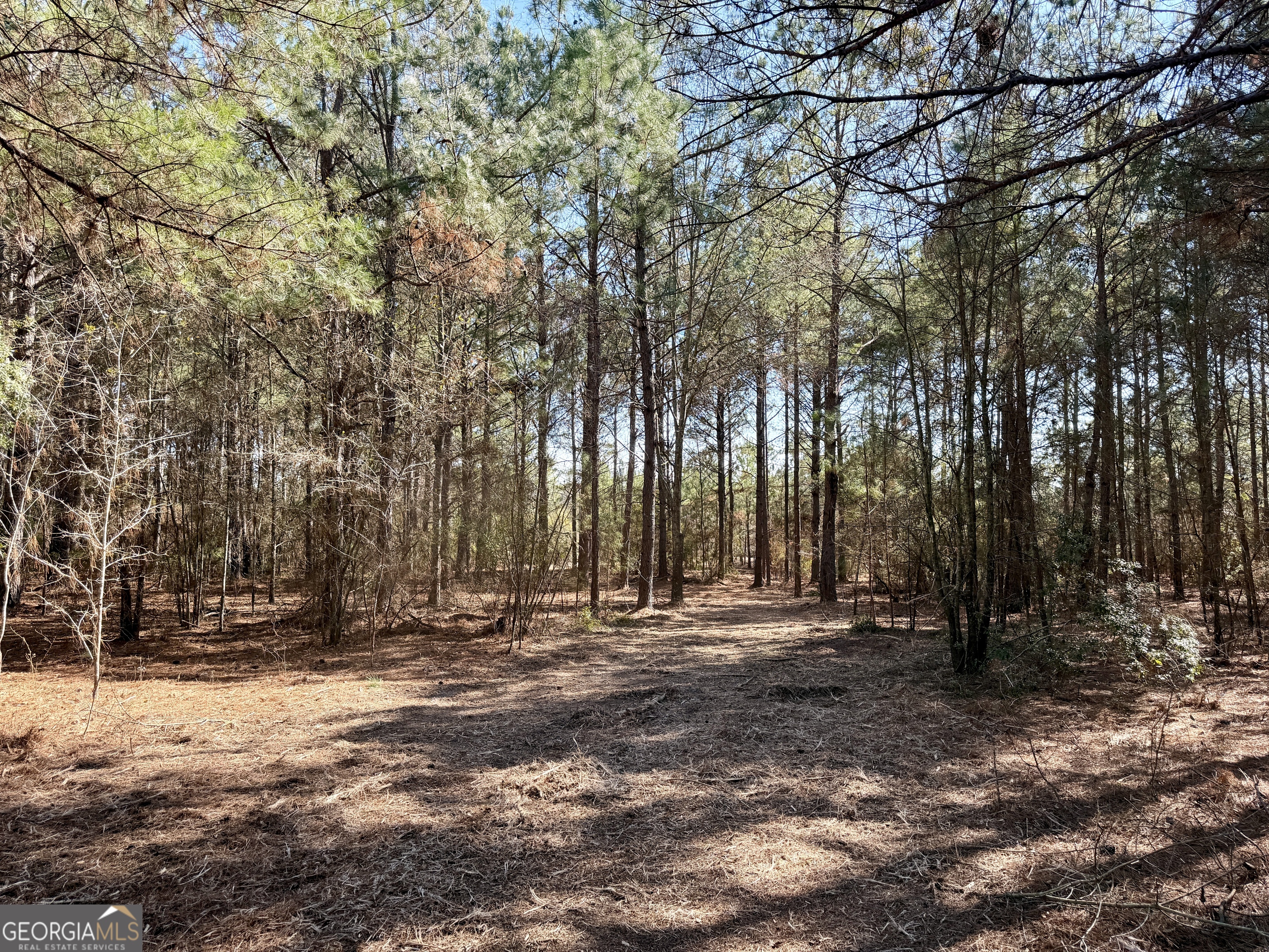 0 Shady Grove Road Abbeville, GA 31001 - Photo 43 of 49 a view of outdoor space with trees