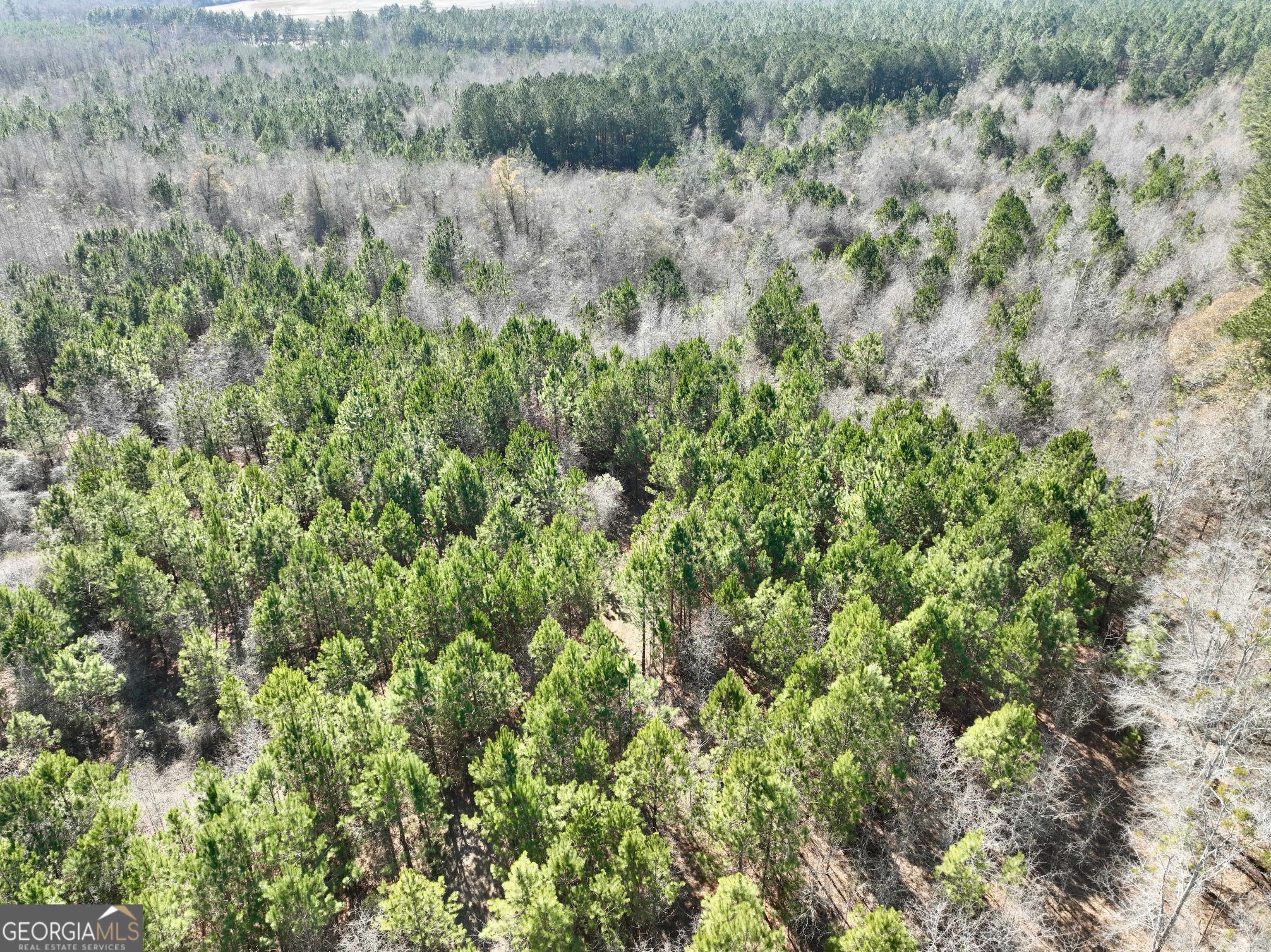 0 Shady Grove Road Abbeville, GA 31001 - Photo 6 of 49 a view of a lush green forest with lots of trees