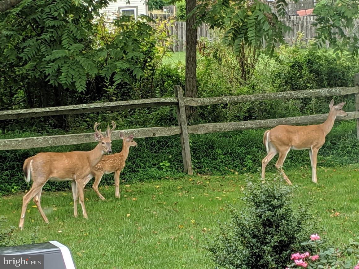 107 Stoopville Road Newtown, PA 18940 - Photo 50 of 60 a view of a chair and table in the garden