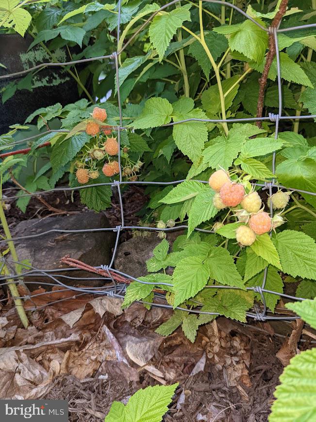 107 Stoopville Road Newtown, PA 18940 - Photo 52 of 60 a backyard of a house with lots of green space