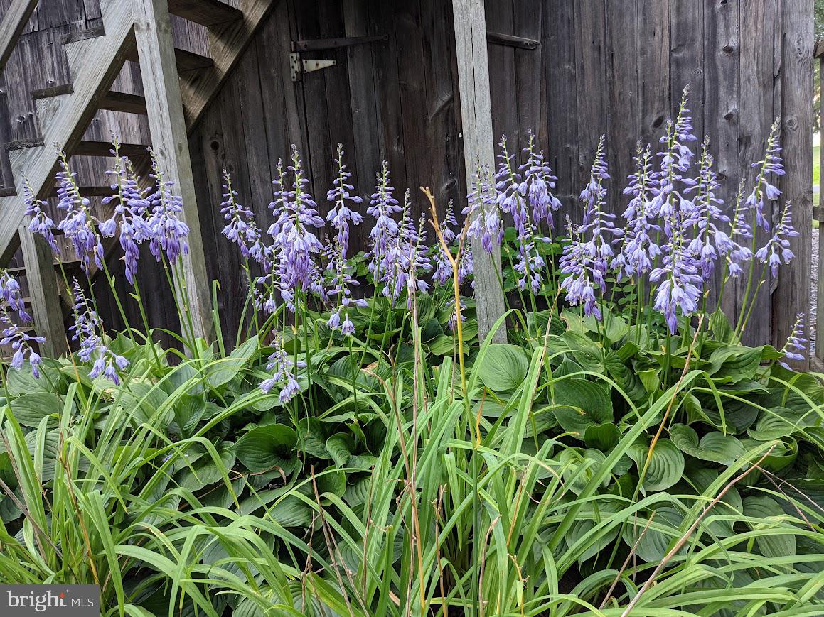 107 Stoopville Road Newtown, PA 18940 - Photo 54 of 60 a view of a potted plant