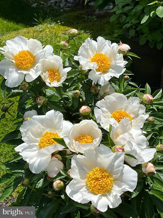 107 Stoopville Road Newtown, PA 18940 - Photo 56 of 60 a view of a flower in a garden