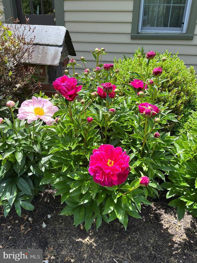 107 Stoopville Road Newtown, PA 18940 - Photo 57 of 60 Plantings