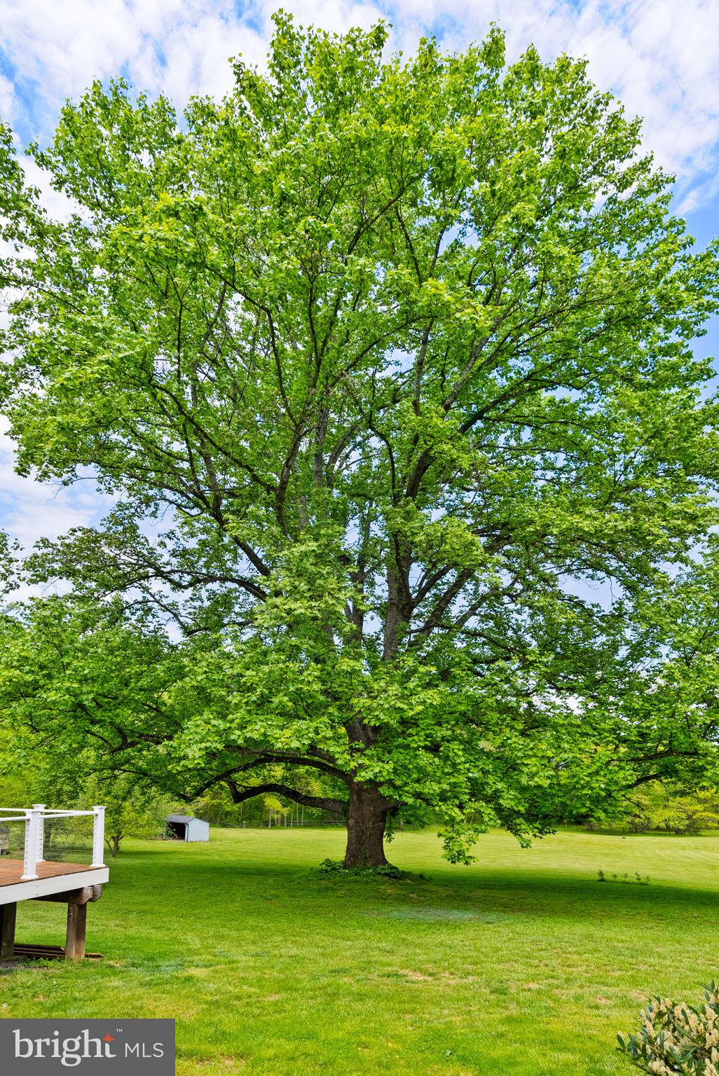 3380 Rectortown Road Marshall, VA 20115 - Photo 7 of 85 Huge and Stately Tulip Poplar