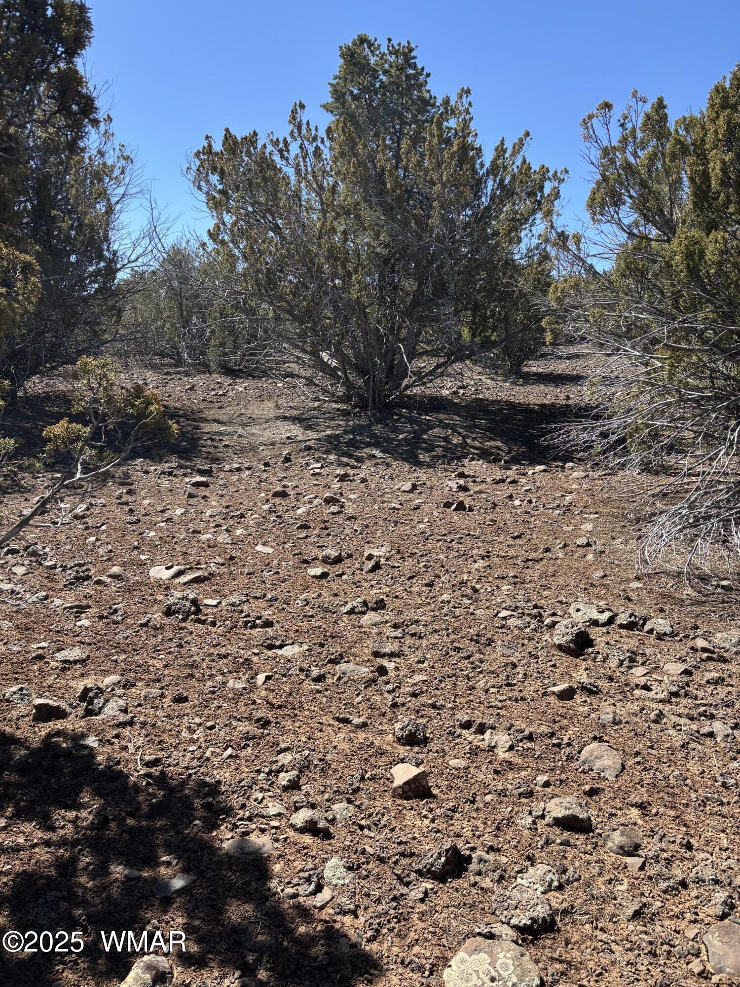 30 County Road Concho, AZ 85924 - Photo 3 of 3 Trees