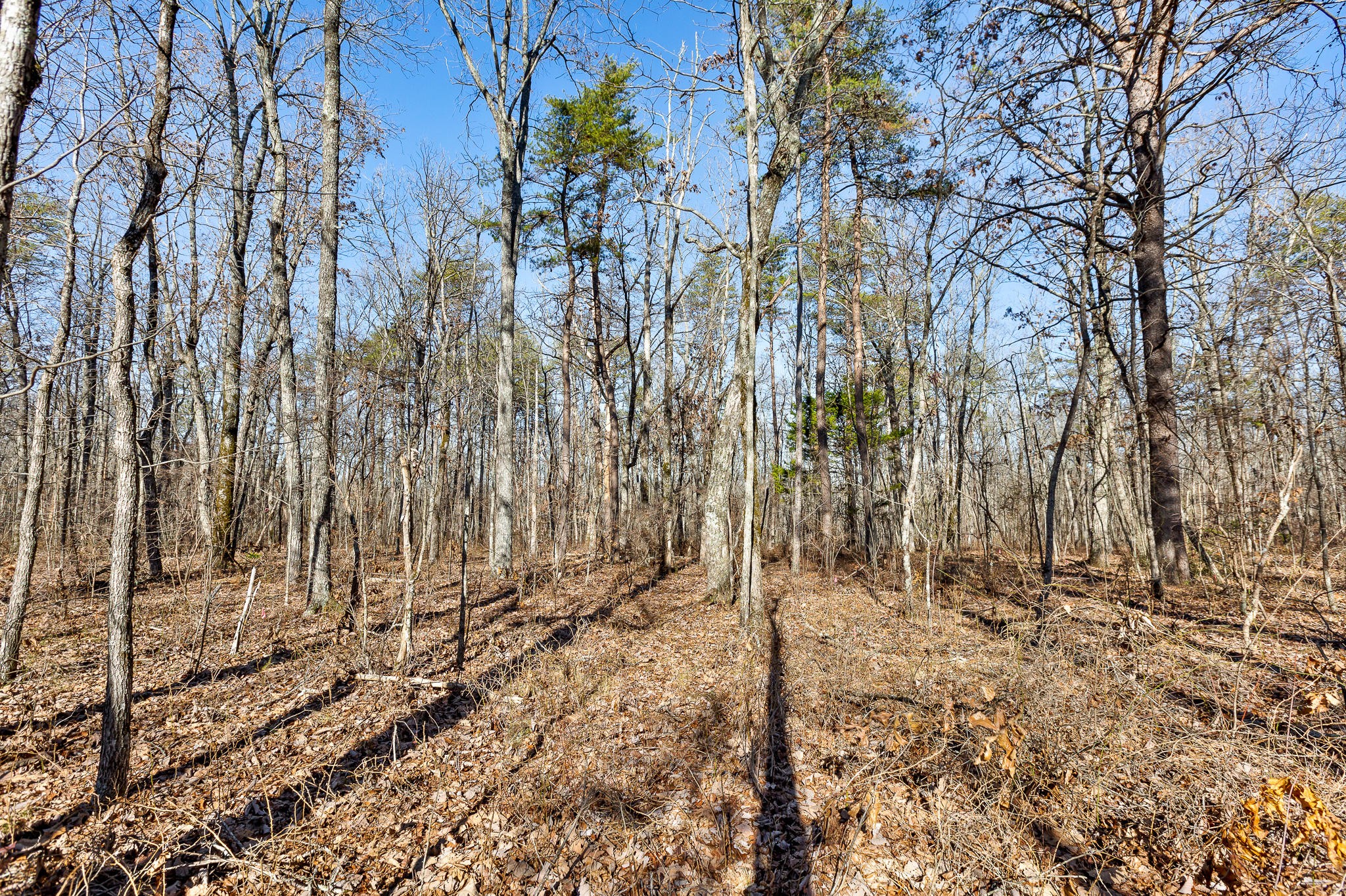 1824 Vandergriff Road Signal Mountain, TN 37377 - Photo 4 of 34 Gallery Image 4
