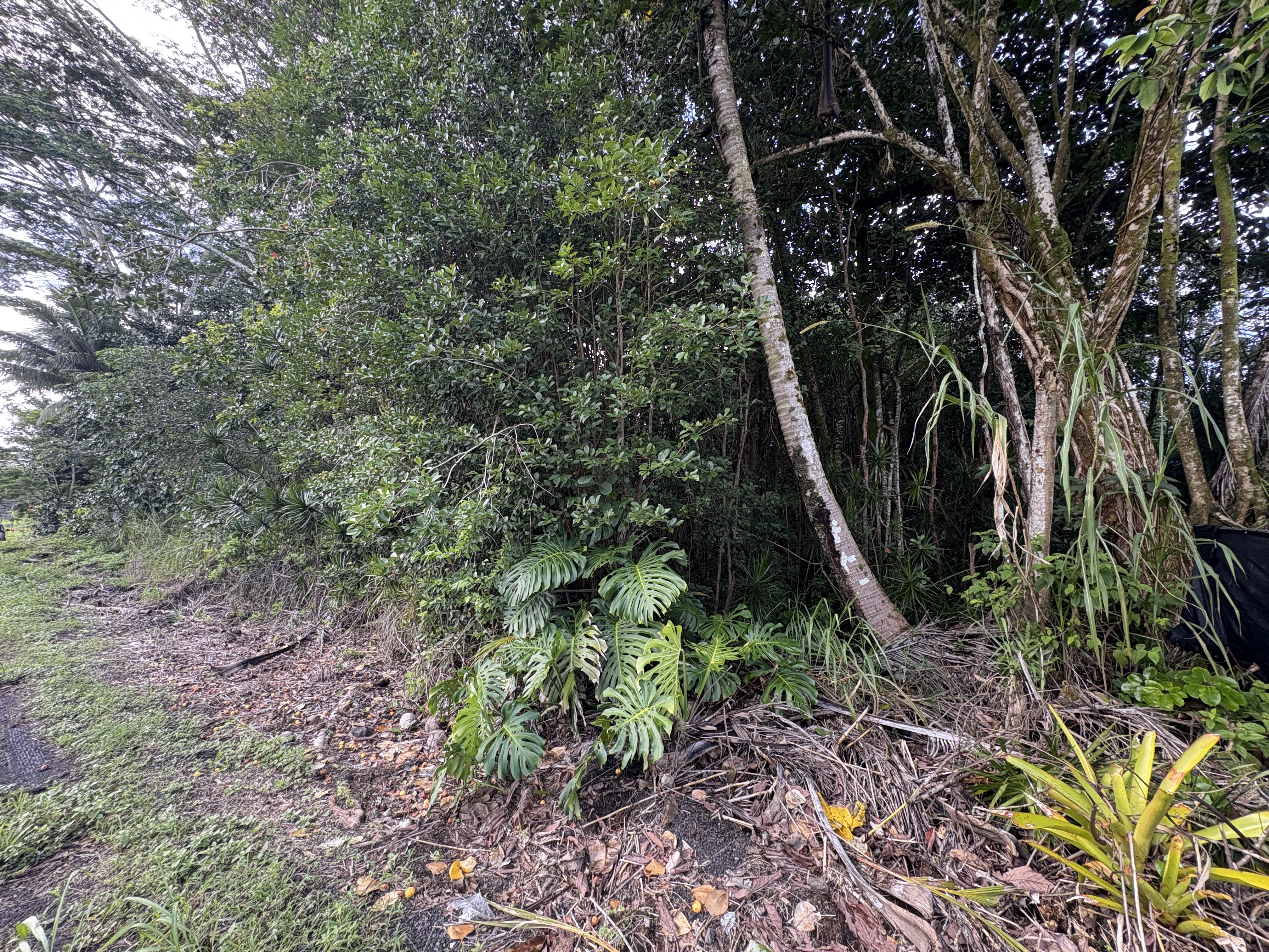 28 Kahakai Boulevard Pahoa, HI 96778 - Photo 6 of 8 a view of a backyard