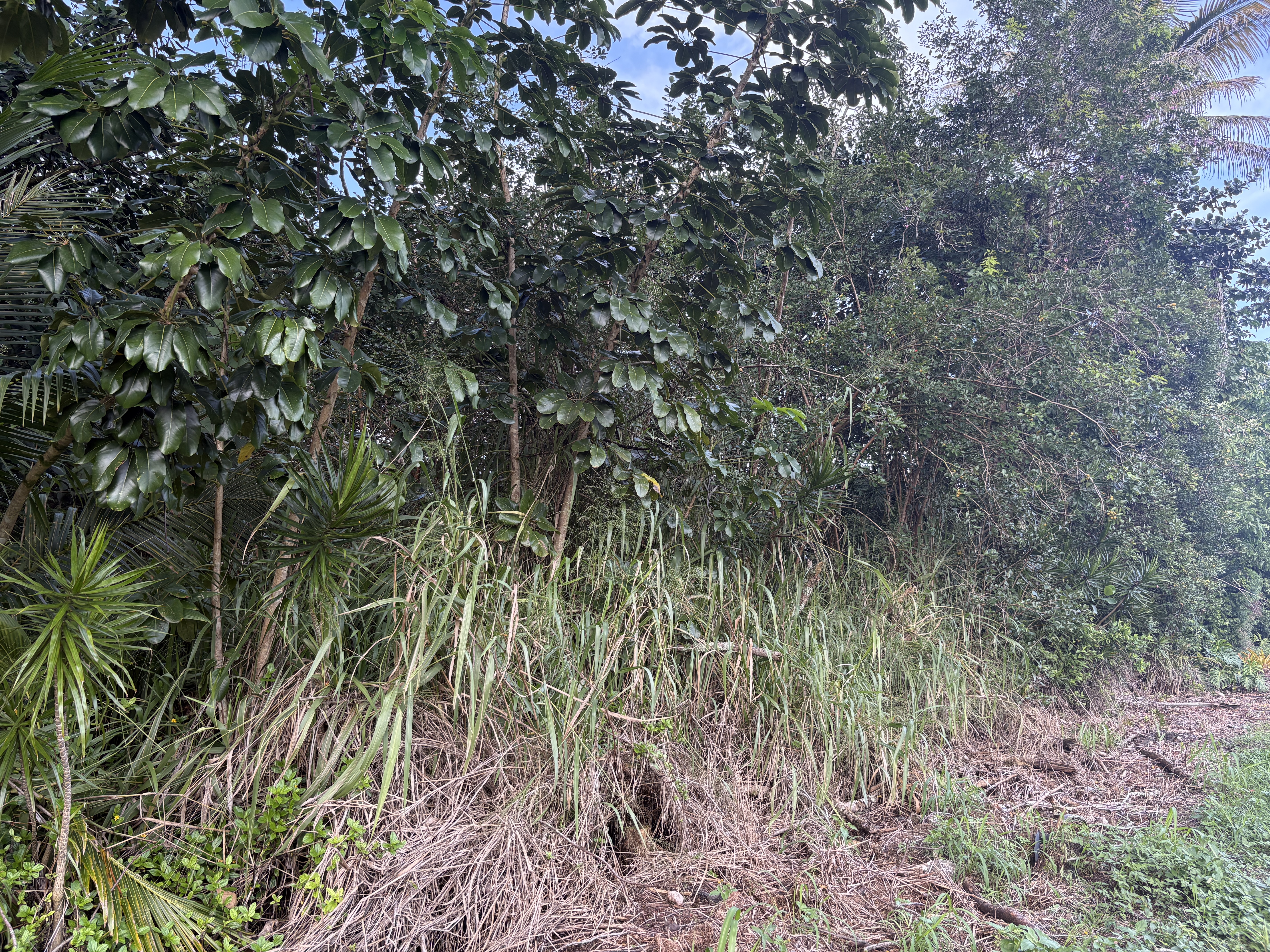 28 Kahakai Boulevard Pahoa, HI 96778 - Photo 7 of 8 a view of a yard