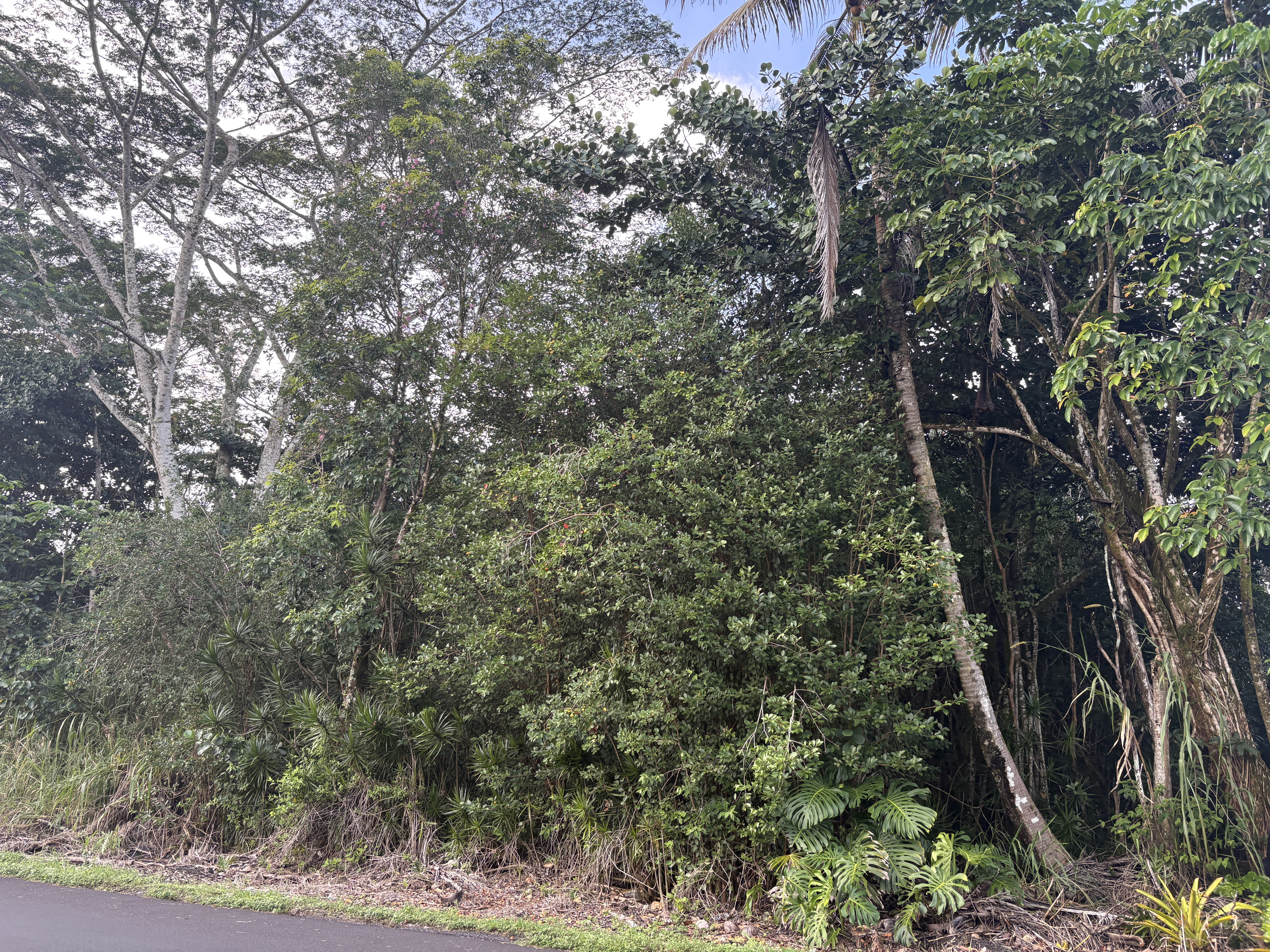 28 Kahakai Boulevard Pahoa, HI 96778 - Photo 8 of 8 a picture of tree