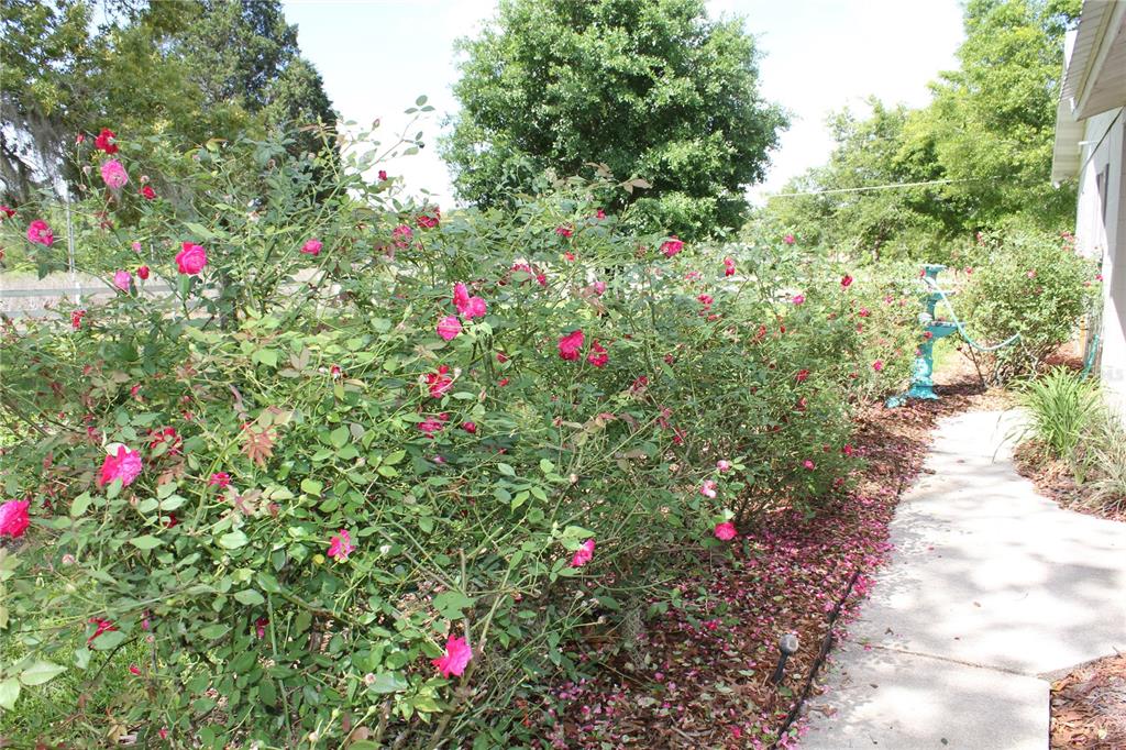 8225 Wakeford Road Lake Wales, FL 33898 - Photo 19 of 98