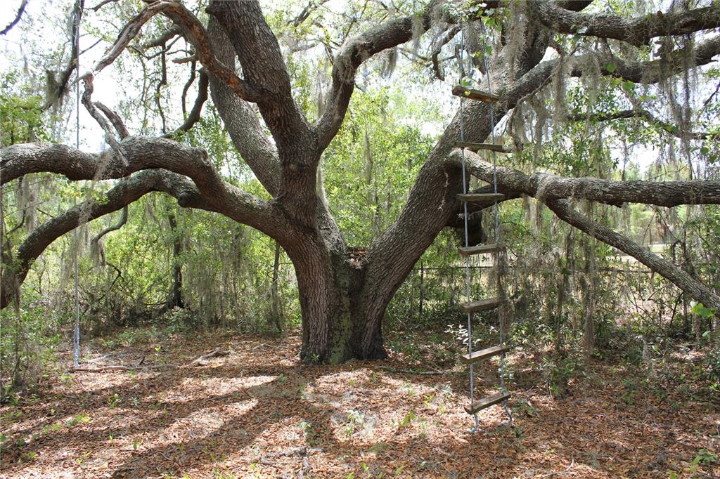 8225 Wakeford Road Lake Wales, FL 33898 - Photo 95 of 98