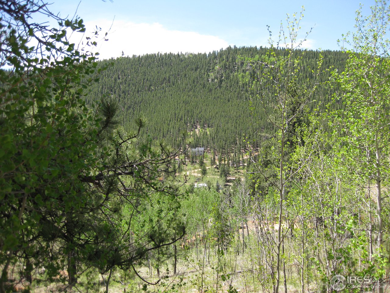 472 Hall Road Bailey, CO 80421 - Photo 3 of 6 a view of a bunch of trees and bushes