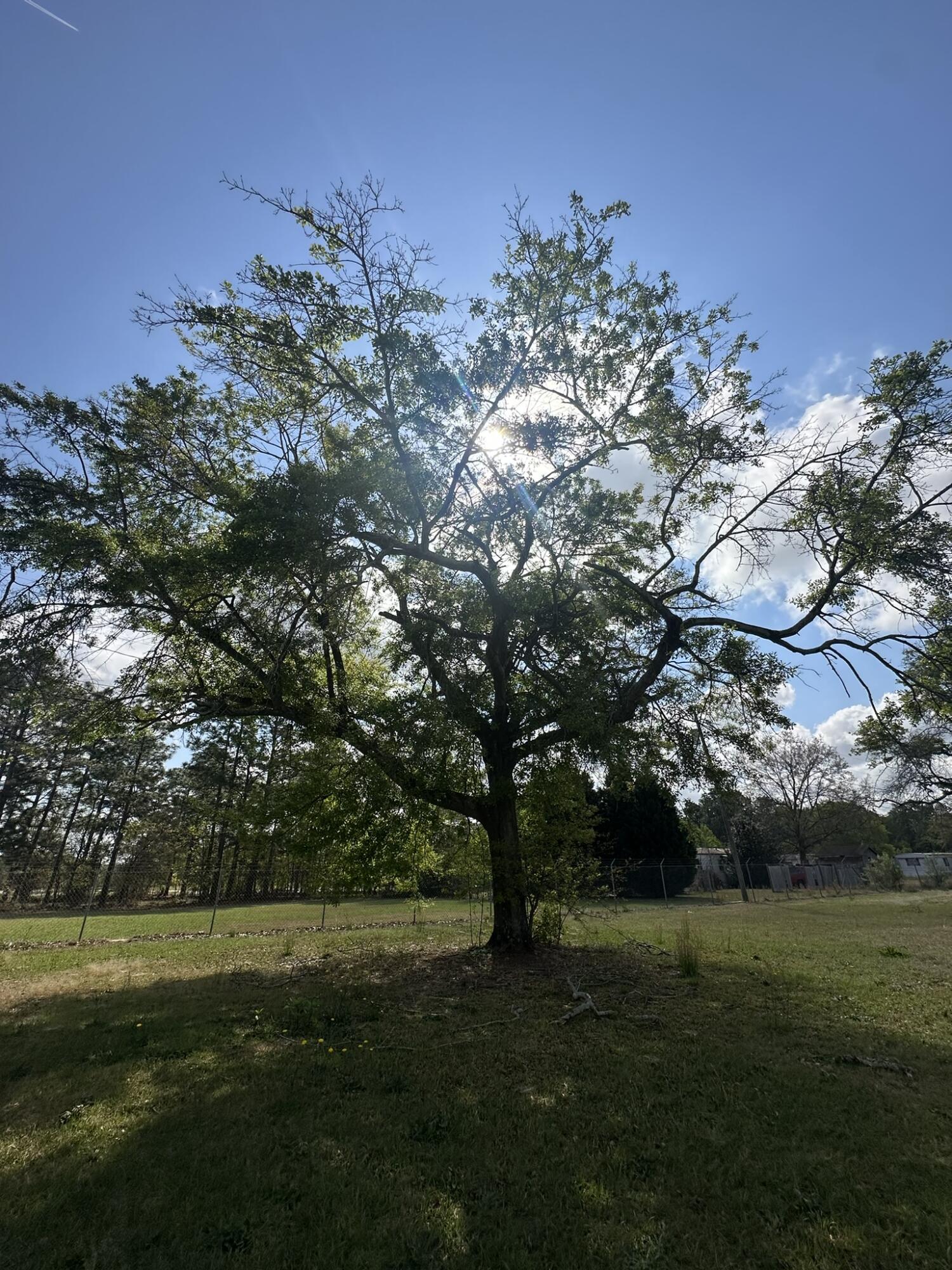 2432 A Tobacco Road Hephzibah, GA 30815 - Photo 6 of 23 back yard