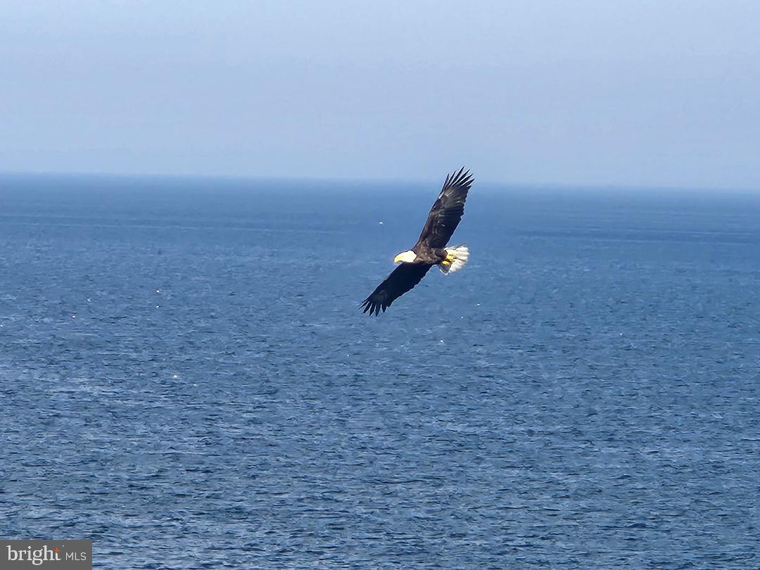 2430 Vern Road Port Republic, MD 20676 - Photo 45 of 58 Enjoy local wild life - eagle...