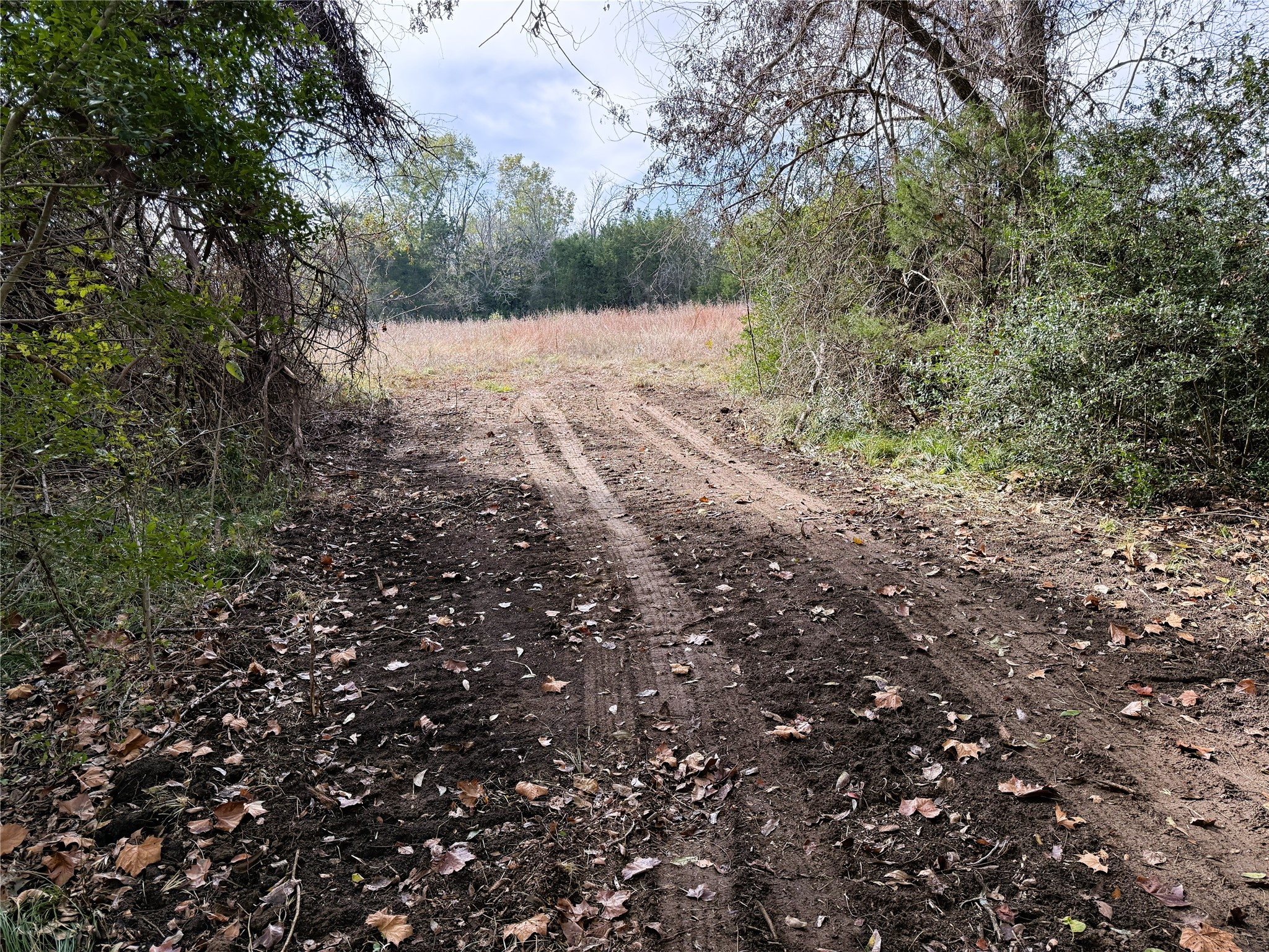 1399 Star Hill Road New Ulm, TX 78950 - Photo 28 of 42 a view of a yard with a tree