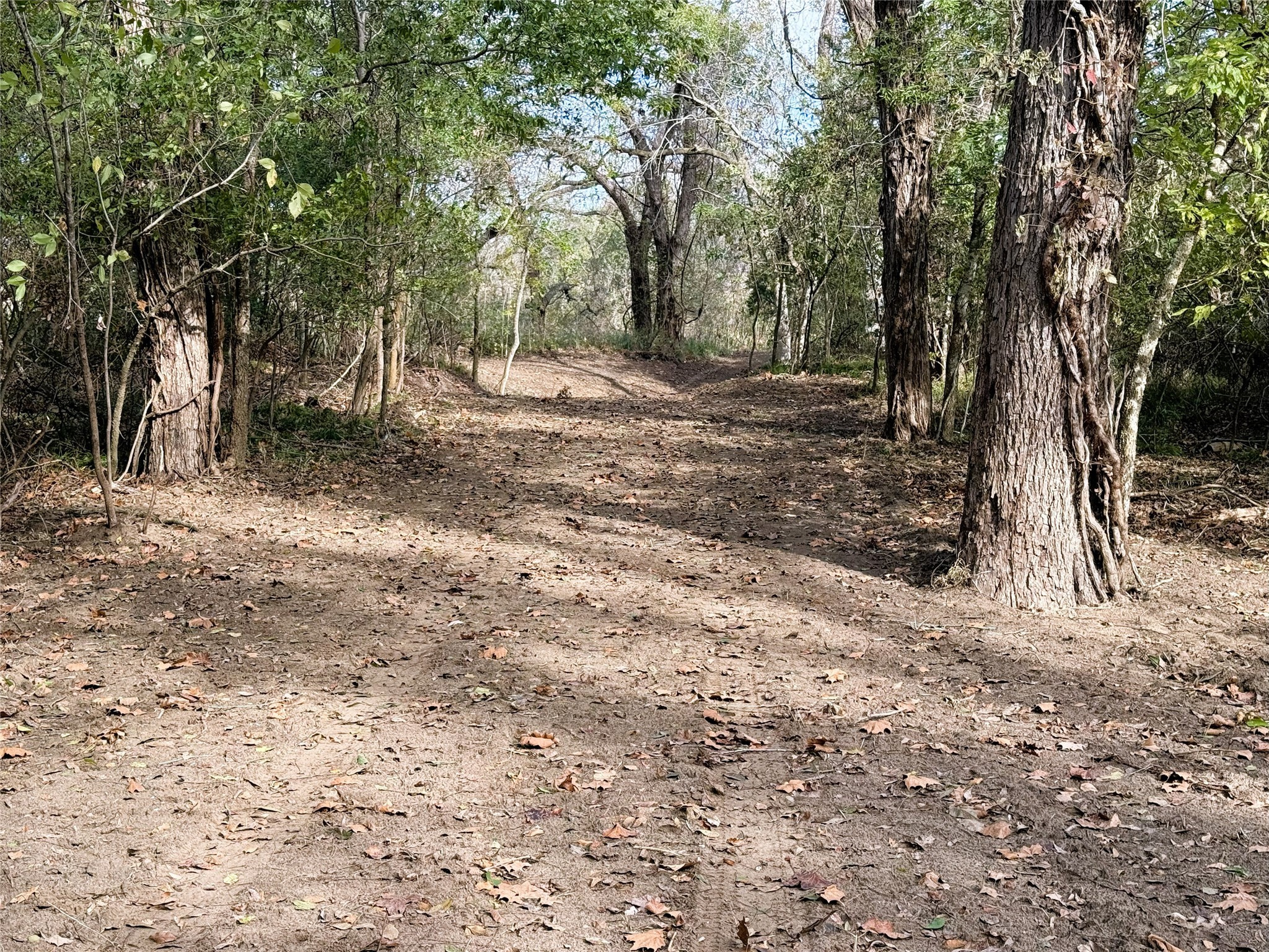 1399 Star Hill Road New Ulm, TX 78950 - Photo 30 of 42 a view of a forest with trees in the background