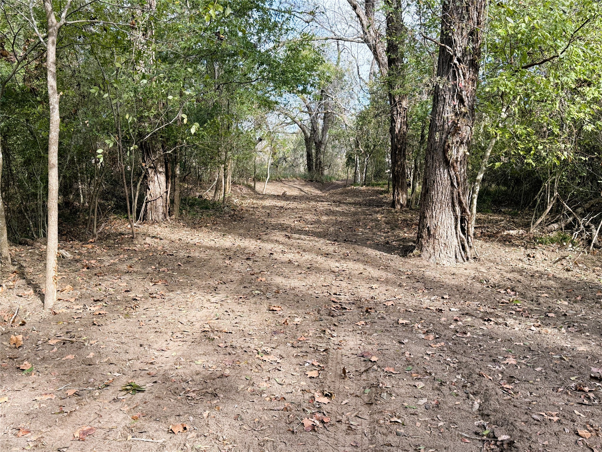 1399 Star Hill Road New Ulm, TX 78950 - Photo 31 of 42 a view of backyard with tree