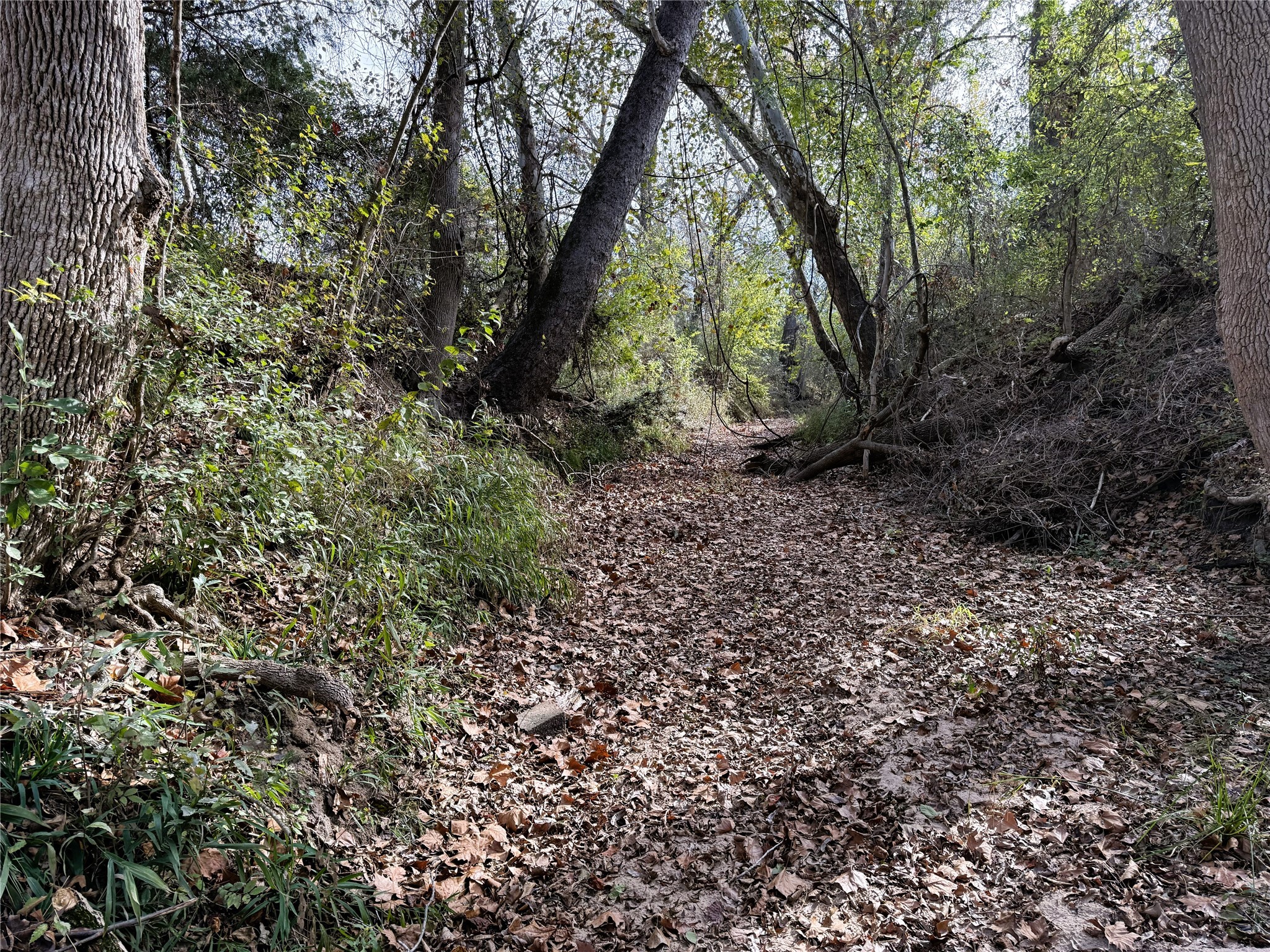 1399 Star Hill Road New Ulm, TX 78950 - Photo 34 of 42 a view of a forest with trees