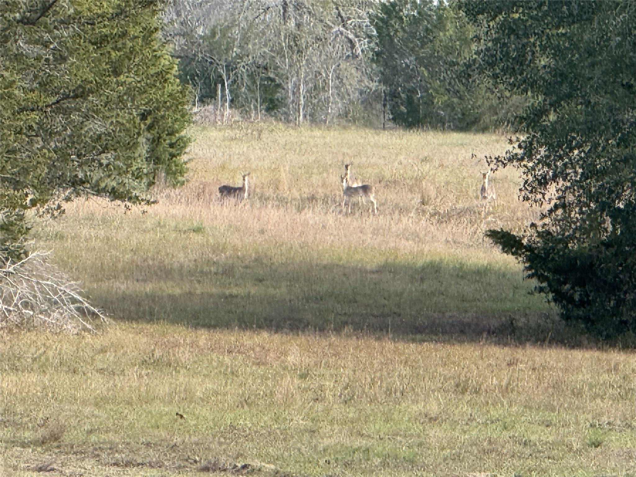 1399 Star Hill Road New Ulm, TX 78950 - Photo 35 of 42
