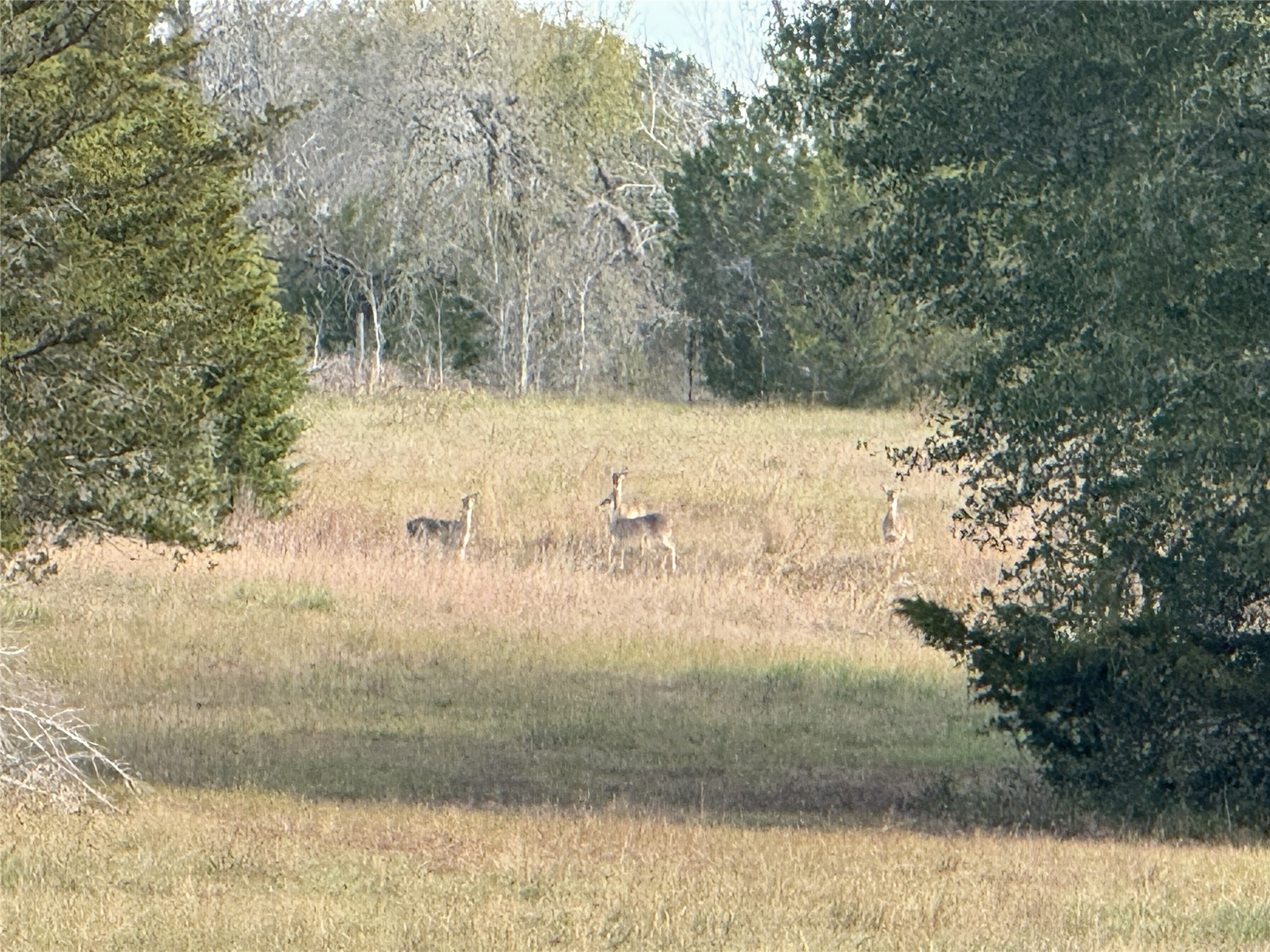1399 Star Hill Road New Ulm, TX 78950 - Photo 36 of 42