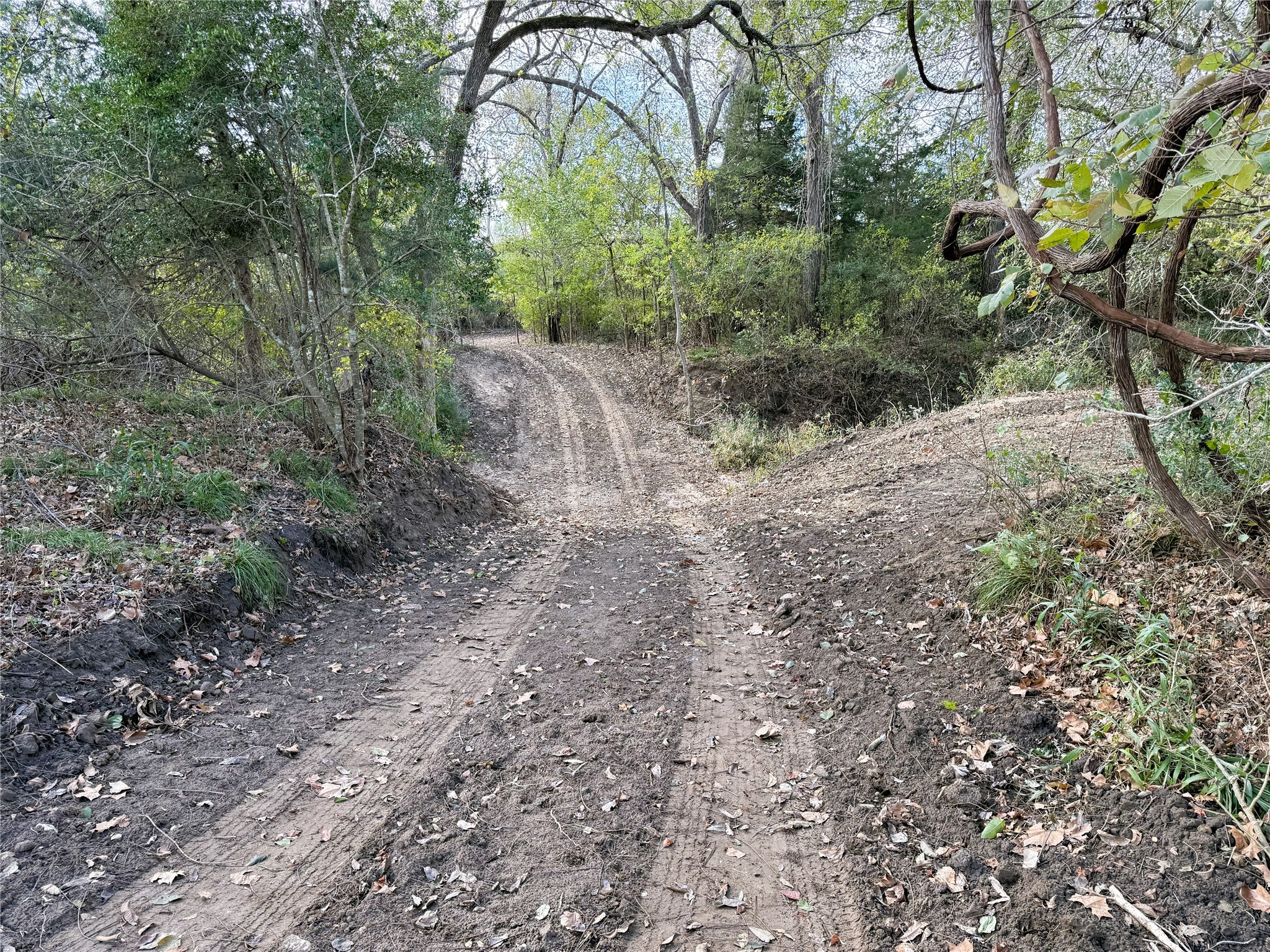 1399 Star Hill Road New Ulm, TX 78950 - Photo 37 of 42 a view of a yard with a tree
