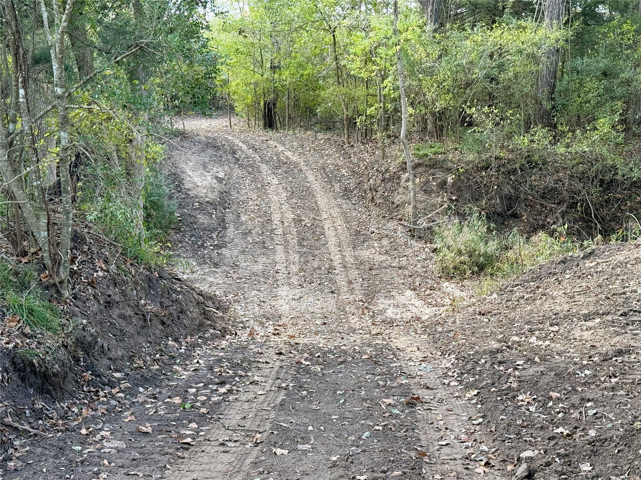 1399 Star Hill Road New Ulm, TX 78950 - Photo 38 of 42 a view of a forest with trees in the background