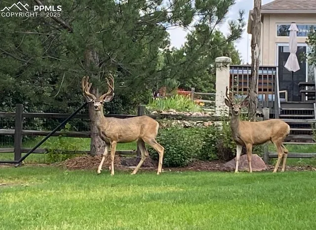 a view of a chair and table in backyard of the house